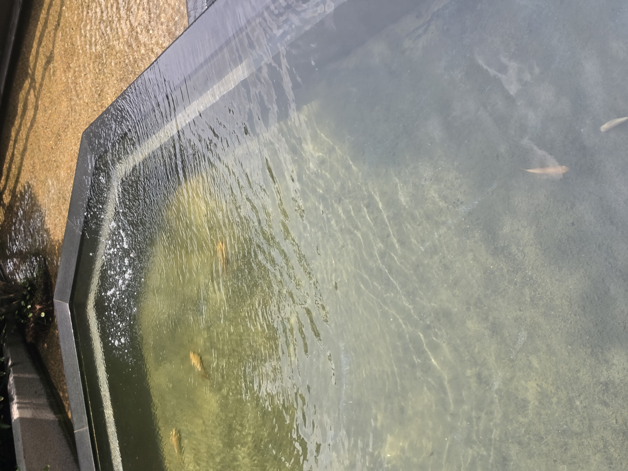 The image shows a rectangular concrete pond filled with murky water, likely located in Bangkok, Thailand, based on the presence of goldfish-like fish within the pond. The pond is bordered by a dark gray stone edging and features a small waterfall cascading from an adjacent surface, suggesting an outdoor setting. Scattered goldfish are visible at varying depths in the water, some near the bottom of the pond and others closer to the surface. Ripples and reflections on the water's surface obscure a clear view of the pond's bottom. A patch of greenery is partially visible at the extreme left edge of the frame.