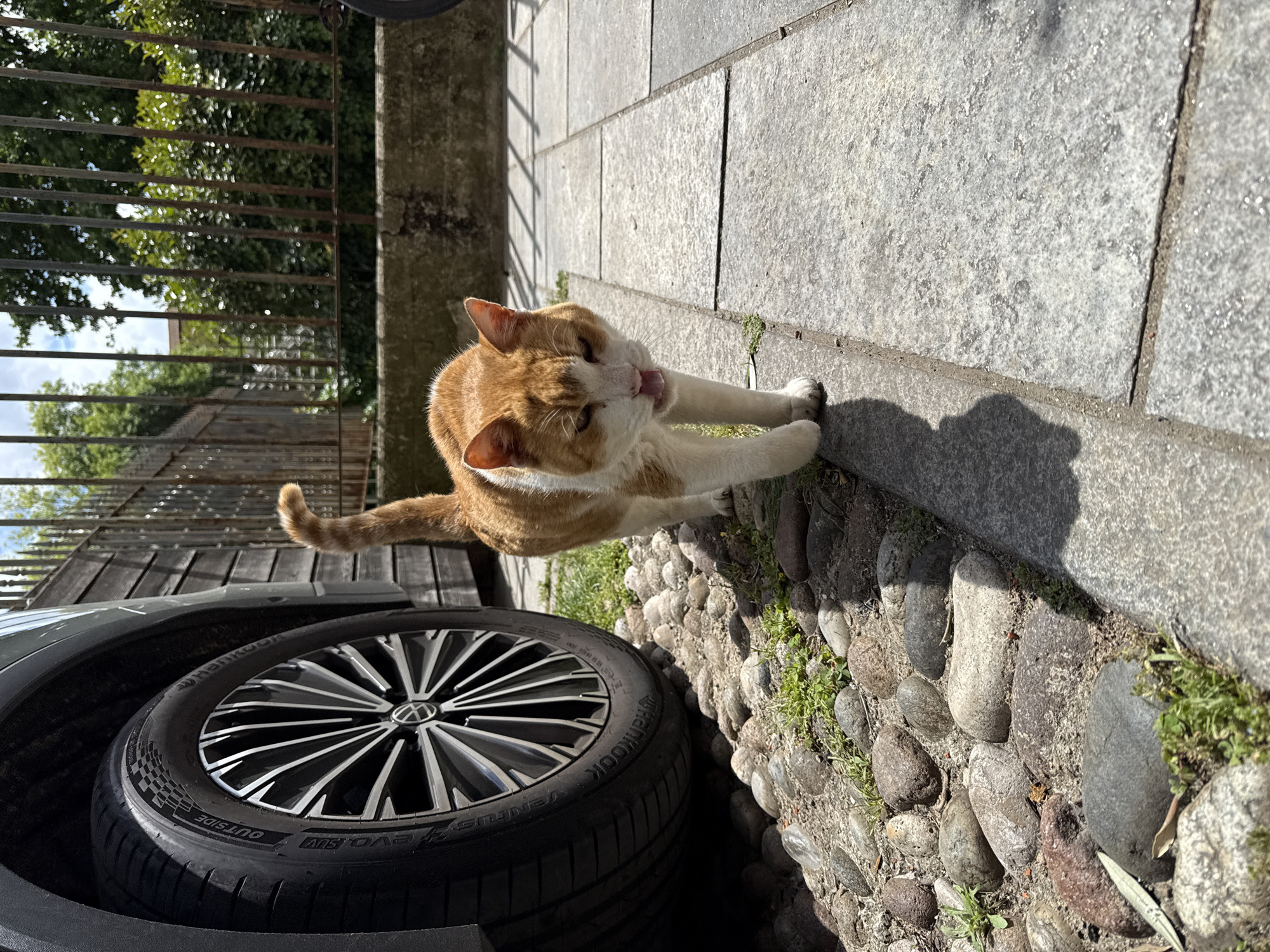 An outdoor scene with a ginger and white cat in the foreground, licking its paw while stretching. The cat is near the wheel of a gray car. The background includes a gray cobblestone pathway and a strip of green vegetation. Further back is a gray fence with greenery and a building. The location cannot be determined as Milan, Italy, from the provided information.