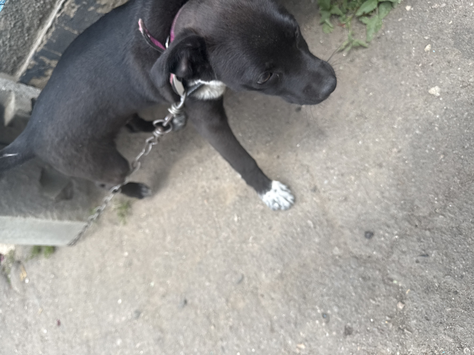 A black dog, likely a mixed breed, is chained to a concrete post in an outdoor urban environment. The dog is wearing a pink collar and a silver metal chain leash. Its left foreleg has white markings. The ground is paved with concrete and appears somewhat worn and weathered. Some sparse green vegetation is visible in the lower right corner of the image. The background includes a stone structure and a dark, textured surface, possibly a wall or curb. The scene is consistent with a public area in Bereznehuvate, Ukraine, where dogs might be temporarily tethered.