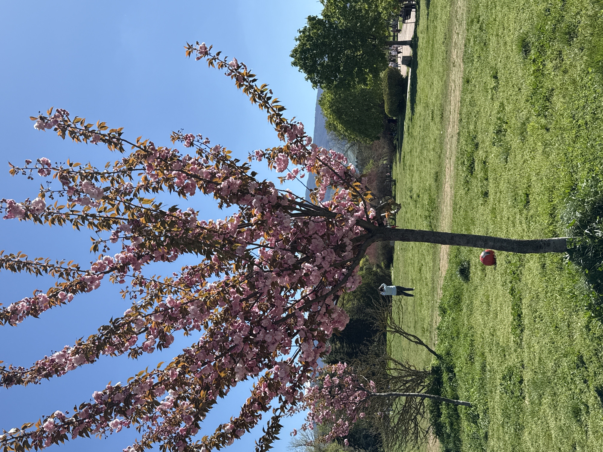 The image shows a cherry blossom tree in full bloom with pink flowers against a clear blue sky. The tree is in a park-like setting with green grass. A person is standing on the grass in the background, facing away from the camera, and an orange ball is near the tree. The scene suggests it may be spring in Sofia, Bulgaria, as cherry blossom trees are common there. Other trees are in the background.