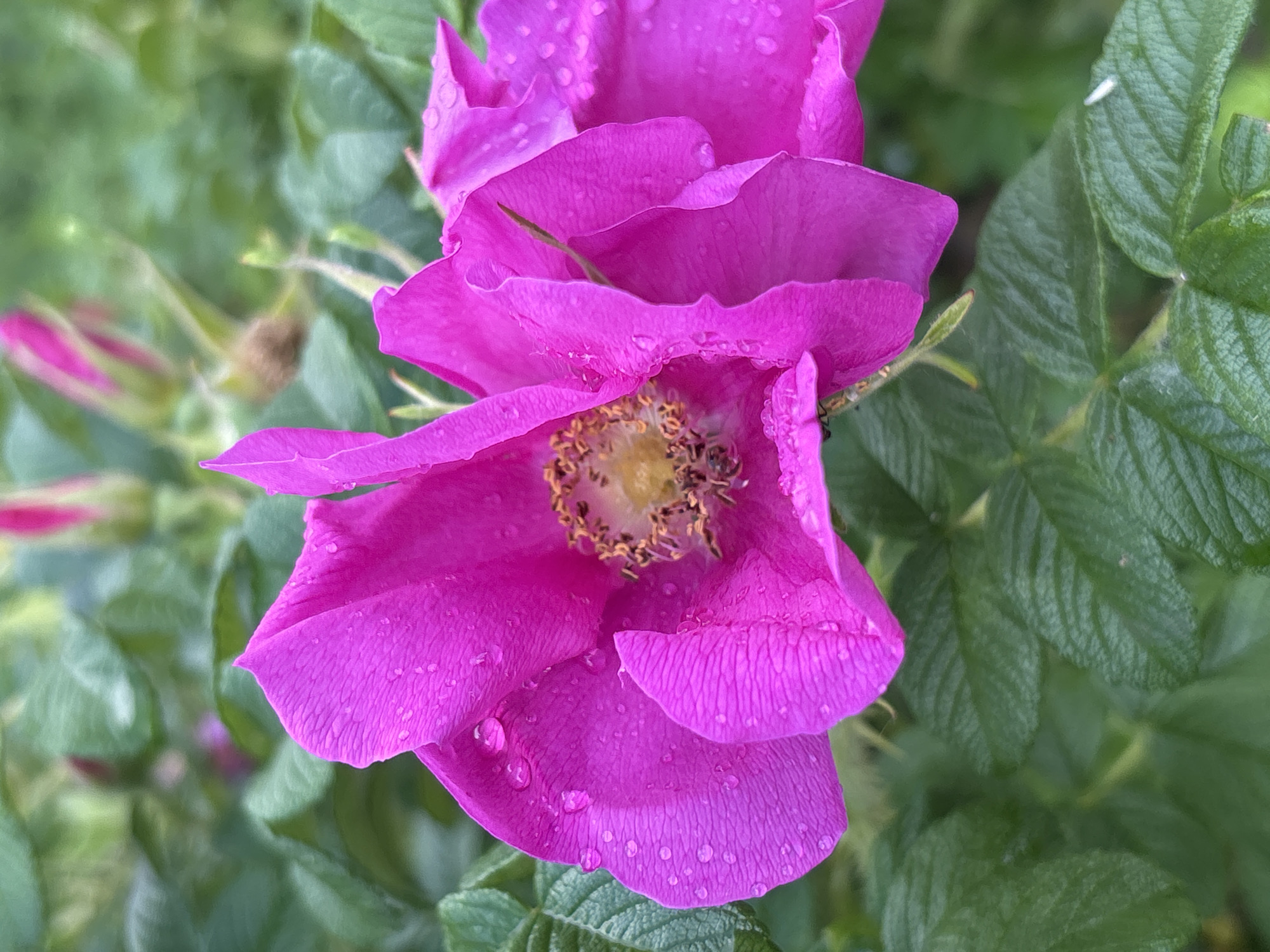 A close-up shot focuses on a bright pink, multi-petaled flower, possibly a wild rose, adorned with numerous water droplets. The petals are textured and slightly crinkled. In the center of the flower, a cluster of stamens with golden anthers is visible. Surrounding the flower are lush green leaves, also glistening with moisture. The background is a soft blur of green foliage, suggesting a natural outdoor setting. The image appears to have been taken in Moscow, Russia, on a day with recent rainfall. There are no people or discernible actions depicted in the scene.
