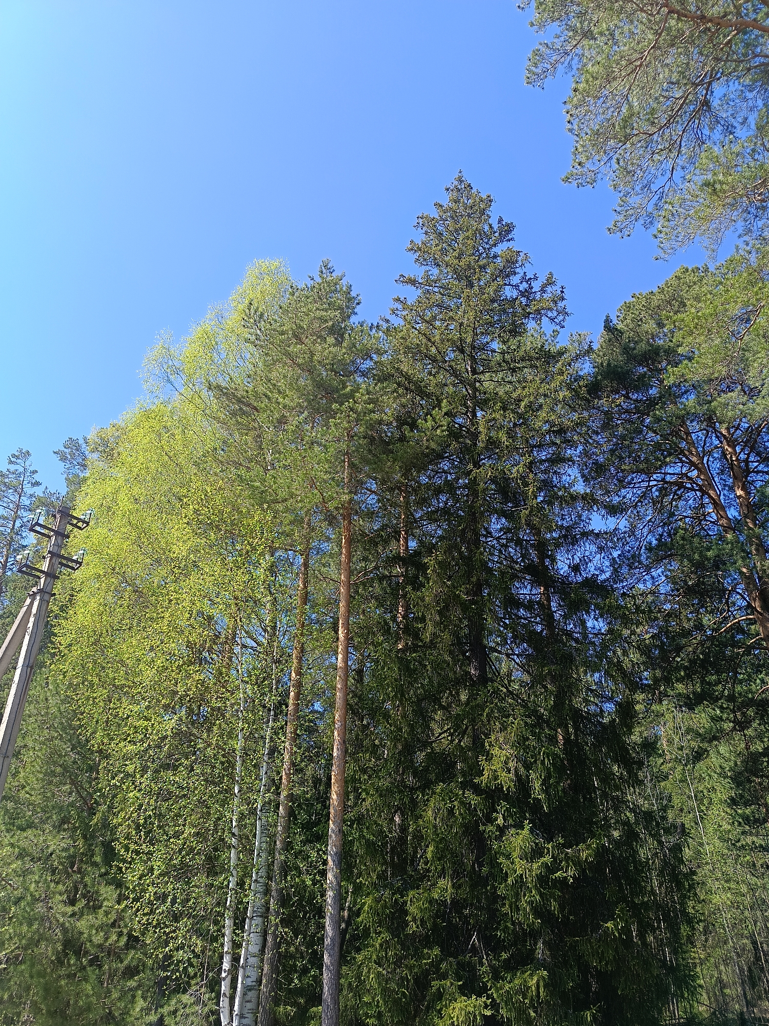 The image depicts a forest scene under a clear, blue sky. Various types of trees are present, including birch trees with light green foliage and evergreen trees of varying heights and densities. A utility pole with power lines is visible on the left edge of the frame. The location is identified as Chaikovsky, Russia.