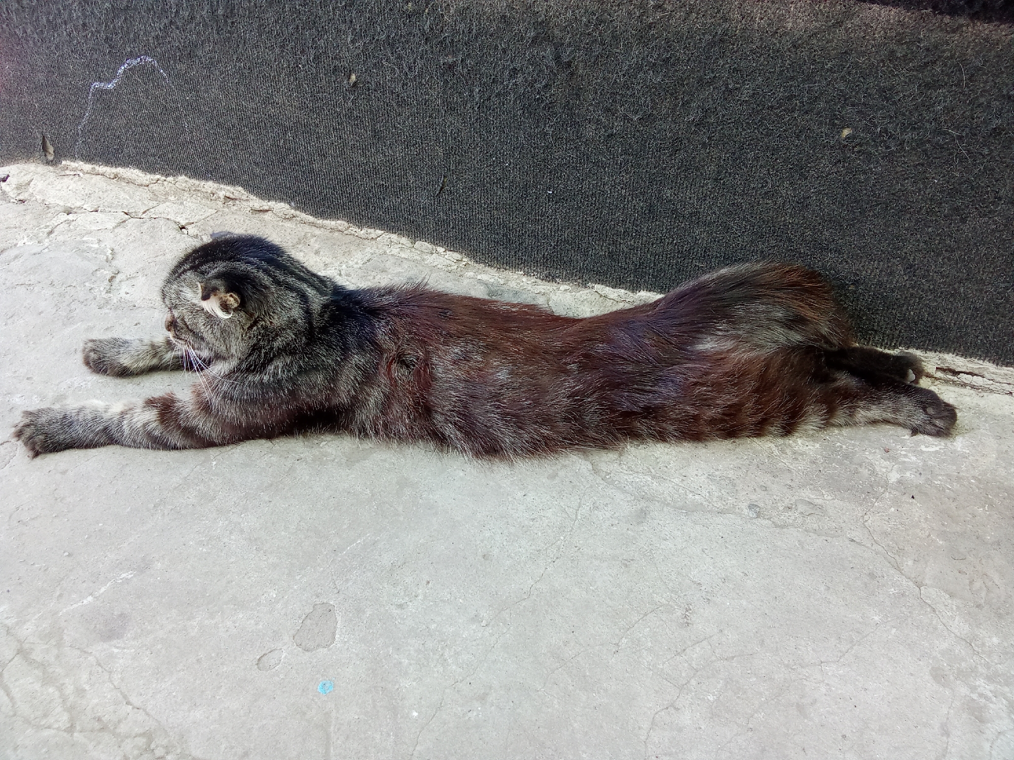 A deceased cat lies on a concrete surface next to a dark, textured wall. The cat is a tabby with grey, black, and reddish-brown fur. Its body is stretched out, with its front paws extended forward and its hind legs tucked beneath it. The concrete surface appears worn and cracked, with some faint markings and a small blue smudge visible. The wall behind the cat is dark and rough, possibly asphalt or felt material, with a chalk-like mark on its surface. The scene suggests an outdoor urban environment, potentially in a back alley or a less-maintained area.