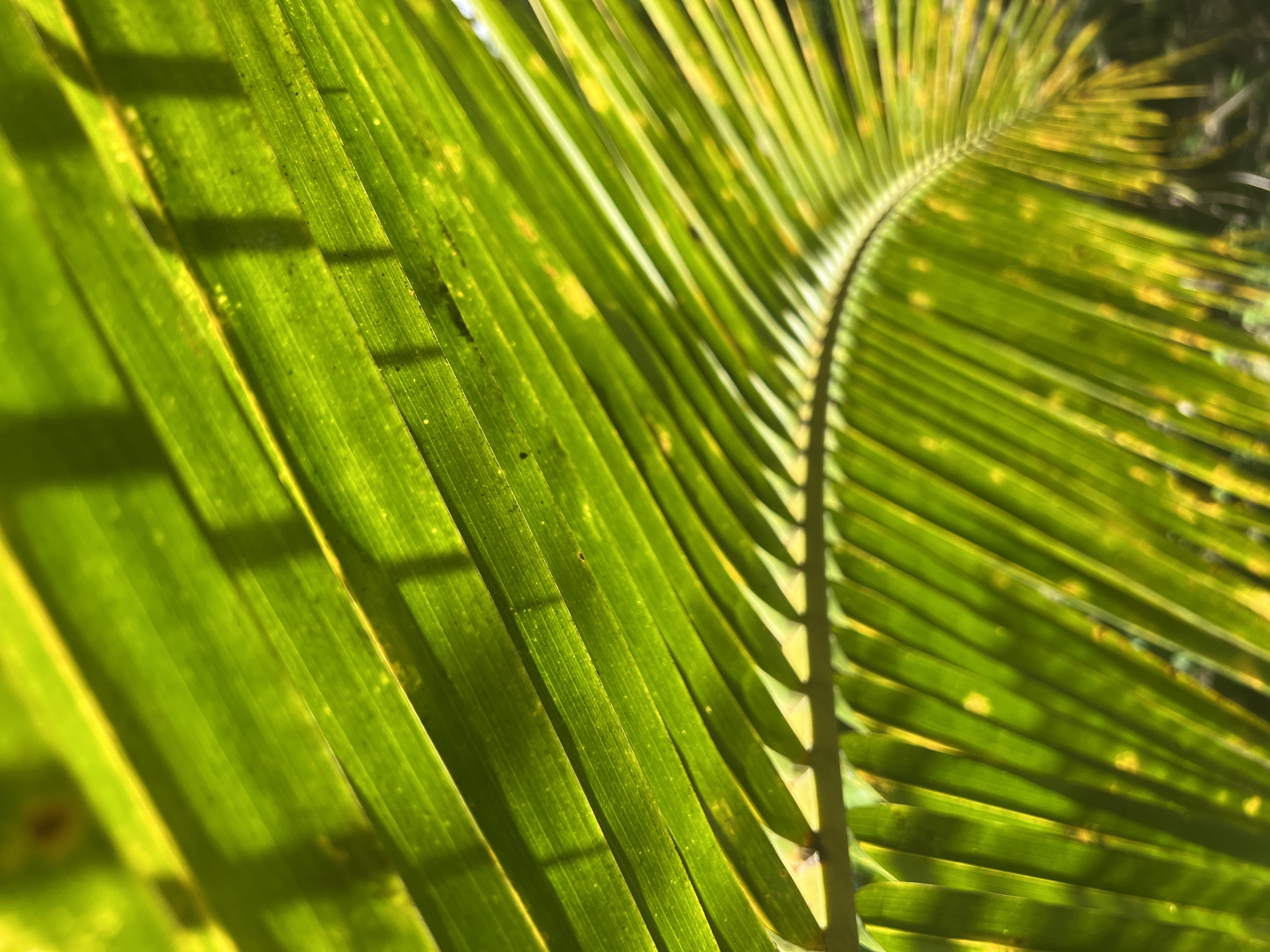 The image presents a vibrant, close-up, and abstract view of a green palm frond, strongly backlit by sunlight. The main subject is a large, segmented leaf, characteristic of a palm tree or similar tropical plant. The central stem of the frond is visible along the right side, curving gently, with numerous individual leaflets fanning out from it, creating a strong pattern of parallel lines across the frame.
Bright, direct sunlight shines through the translucent green leaf, illuminating its structure and highlighting its veins. This backlighting creates areas of glowing green and distinct patterns of light and shadow. Several sharp, dark shadows, likely cast by other leaves or nearby structures, fall diagonally across the frond, adding depth and contrast to the composition. Some parts of the leaf exhibit small, irregular yellowish-brown spots, possibly due to natural discoloration or sun exposure. The scene captures a moment in a sunny, outdoor natural setting, characteristic of a tropical or subtropical environment. There are no people, distinct objects other than the leaf, or visible text in the image. The strong sunlight suggests it is daytime.
