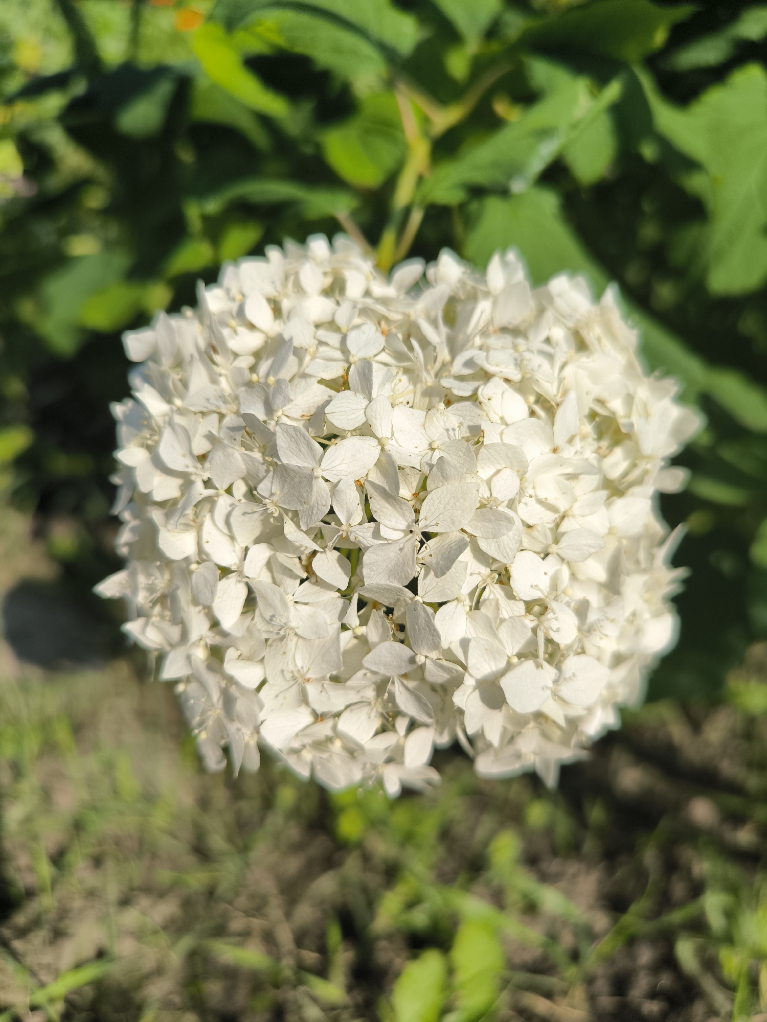 A close-up, overhead shot features a white hydrangea flower in the foreground. The flower is a dense, spherical cluster of small, star-shaped petals, appearing delicate and slightly translucent in the sunlight. Behind the flower, the background consists of lush green foliage, out of focus, suggesting it's part of the same plant or a nearby shrub. The ground below the flower is a mix of dried grass and soil, also out of focus, with patches of green showing through. The lighting indicates it is daytime, with natural sunlight casting soft shadows. The scene is located in Nizhniye Vyazovye, Russia. There are no people or discernible actions in the image.