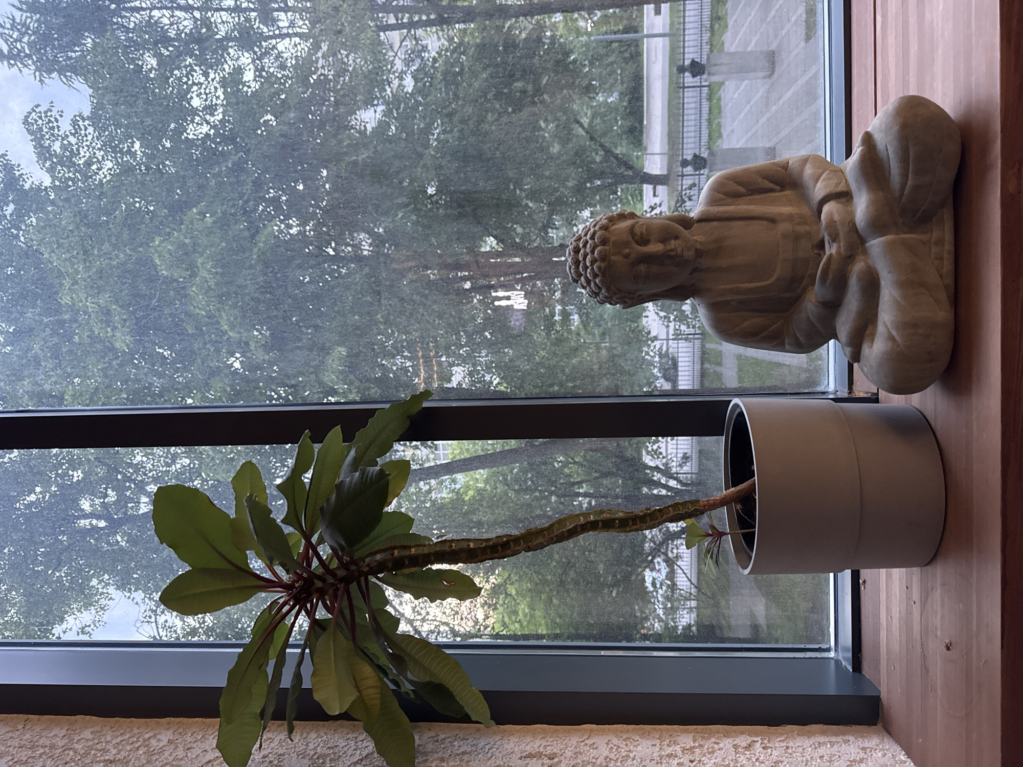 The image displays an indoor scene looking out through a large window. Inside, on what appears to be a window sill or shelf, two main objects are positioned. To the left, a tall, slender potted plant with a distinctively patterned, thick stem and broad, dark green leaves growing in a gray cylindrical pot. The plant leans slightly towards the light from the window. To the right, a light-colored, possibly stone or ceramic, Buddha statue sits in a meditative pose, facing towards the viewer and the window, resting on a warm-toned wooden surface.
The window offers a view of a lush, green outdoor environment, consistent with an urban park or tree-lined street in Moscow, Russia. A dense canopy of deciduous trees with numerous small, green leaves dominates the exterior view, obscuring much of the background. Through and above the foliage, subtle hints of urban infrastructure are visible, including distant buildings, paved ground, and a dark metal fence with decorative finials.
The lighting is soft and diffused, suggesting an overcast day or a time of day with indirect sunlight, such as early morning or late afternoon, as there are no strong shadows. The overall impression is one of tranquility and contemplation, with the natural greenery outside complementing the serene indoor arrangement. The bottom edge of the image reveals a light-colored, textured interior wall beneath the window frame. No text is visible in the image.