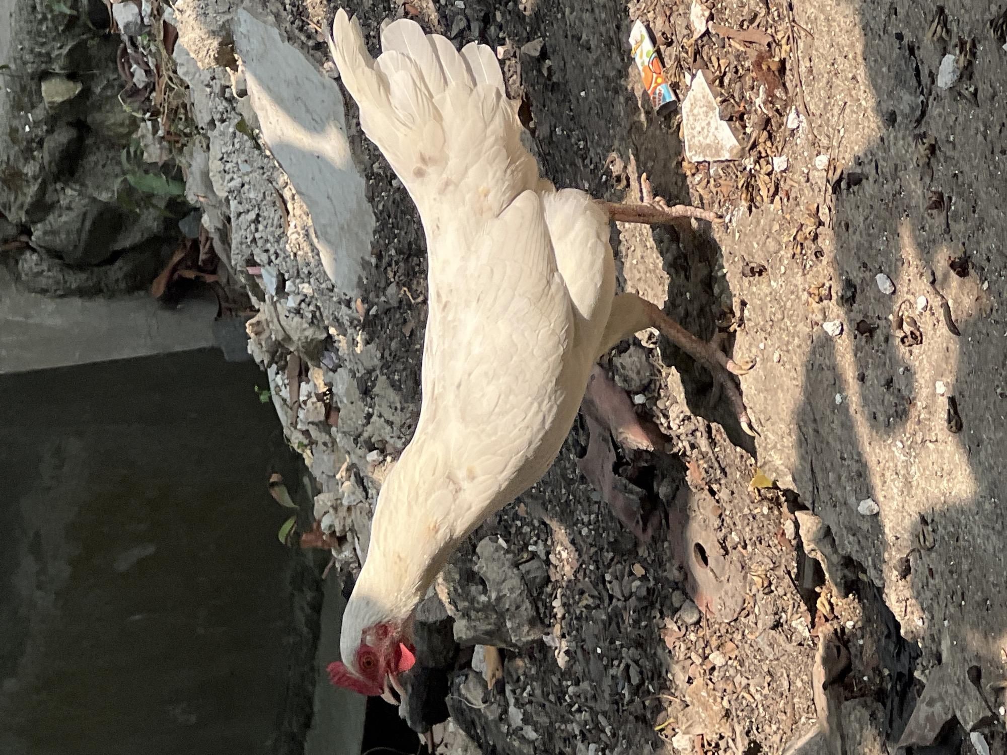 A white hen is standing on the ground near a pile of rubble. The hen is facing left and appears to be looking down. The ground is covered with dirt, rocks, and debris. There is a shadow cast on the ground from an unseen object. The hen has a red comb and wattles. The background is blurred and appears to be an urban environment. The scene is likely in Klapanunggal, Indonesia, given the context of the request.