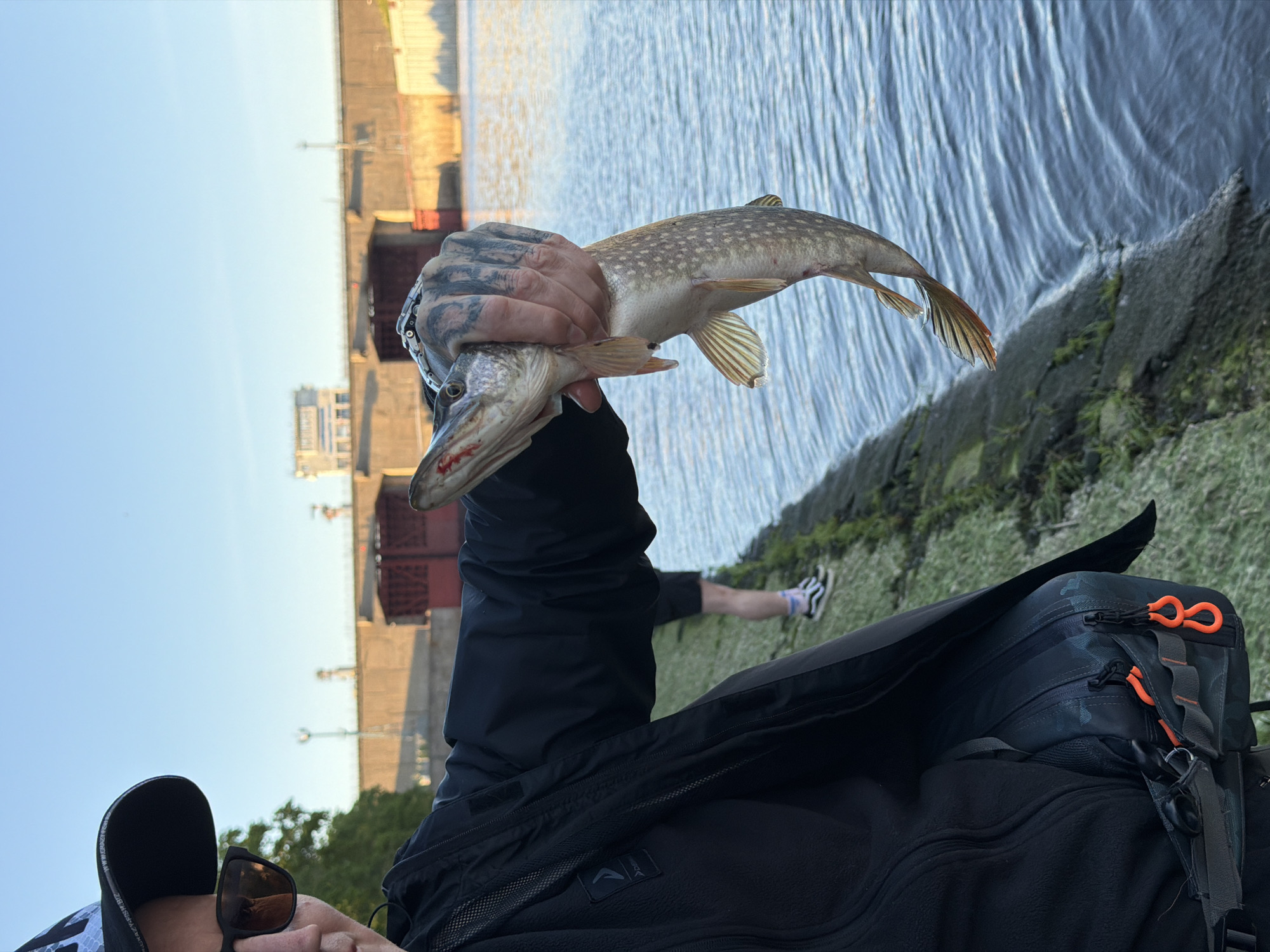 A person is holding up a northern pike by its head in their left hand. The person is wearing a black jacket and has a black backpack. They are wearing a bracelet on their left wrist and have tattoos on their left hand. Sunglasses are hanging from their clothing in the lower left corner. The background is a river with buildings on the opposite shore and a blue sky. The fish is silver with dark spots and has orange fins. An individual's legs are seen in the distance to the right, showing feet wearing athletic shoes. The photograph was taken in the city of Chaikovsky, Russia.
