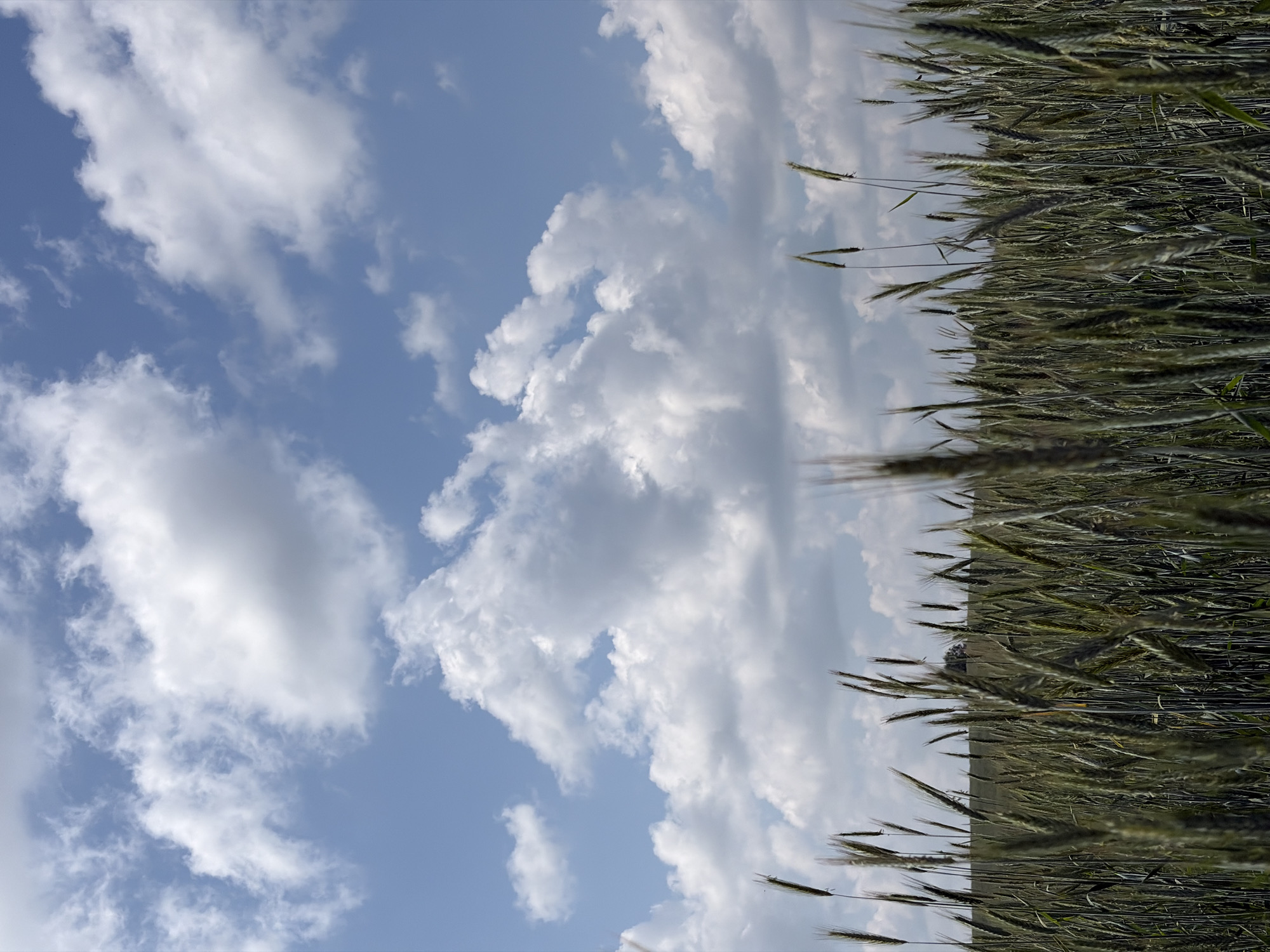 The image depicts a field of grain under a partly cloudy sky. The grain stalks are in the foreground, appearing green and mature, with some heads of grain visible. In the background, there is a gentle rolling hill with a single tree on its crest. The sky is a bright blue, dotted with fluffy white clouds, some of which are illuminated by the sun, casting subtle shadows. The overall scene is one of rural tranquility. The location is identified as Gushchino, Russia. There are no people or animals present in the image.
