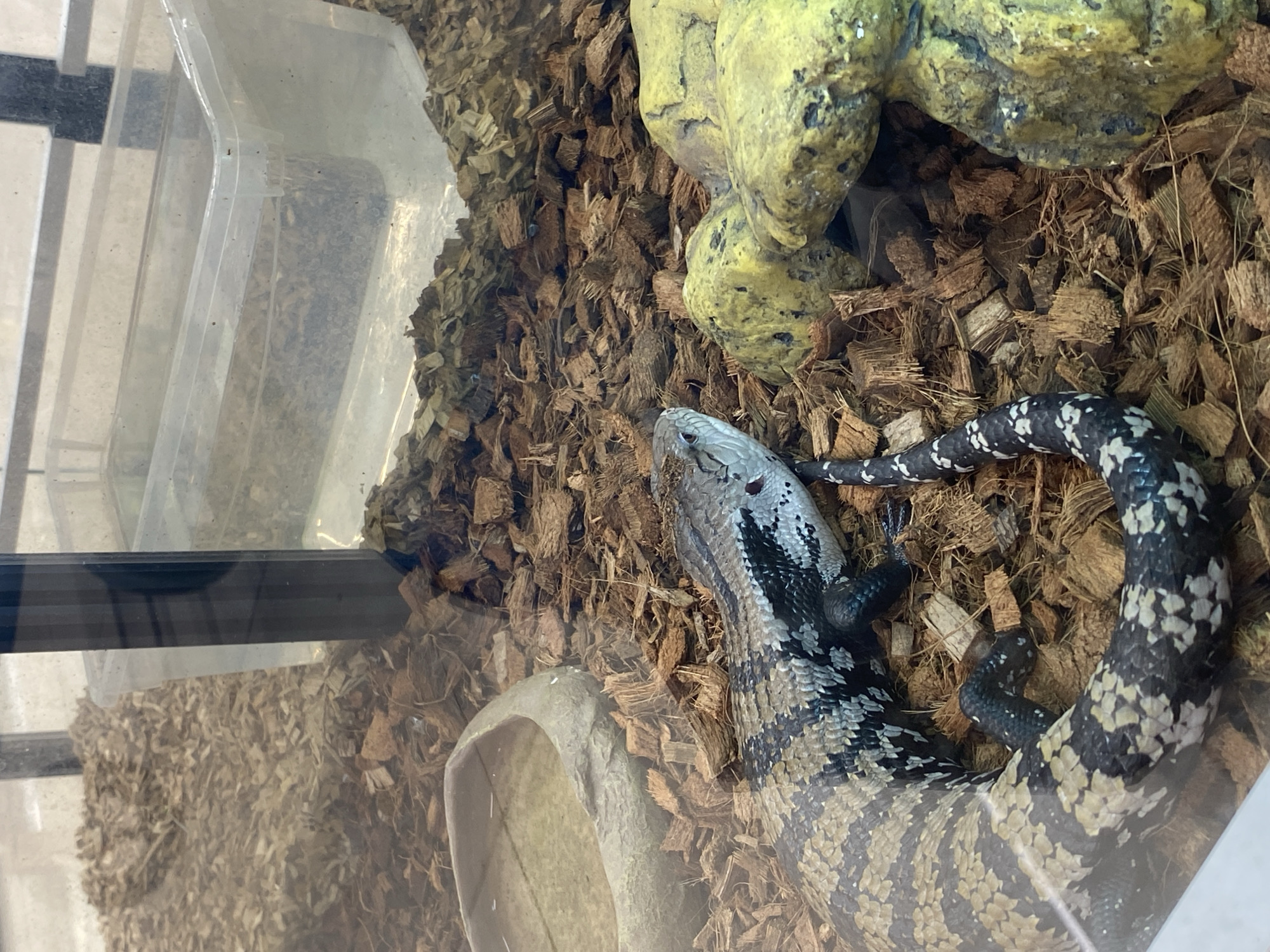 A blue-tongued skink rests on a substrate of brown coconut fiber mulch in a glass enclosure. The skink, with a pale blue head and patterned body, is positioned near a yellow rock-like structure and a water dish. A clear plastic container is in the upper-left corner. The environment suggests a reptile habitat. There's no indication that this image was taken in Yekaterinburg, Russia.