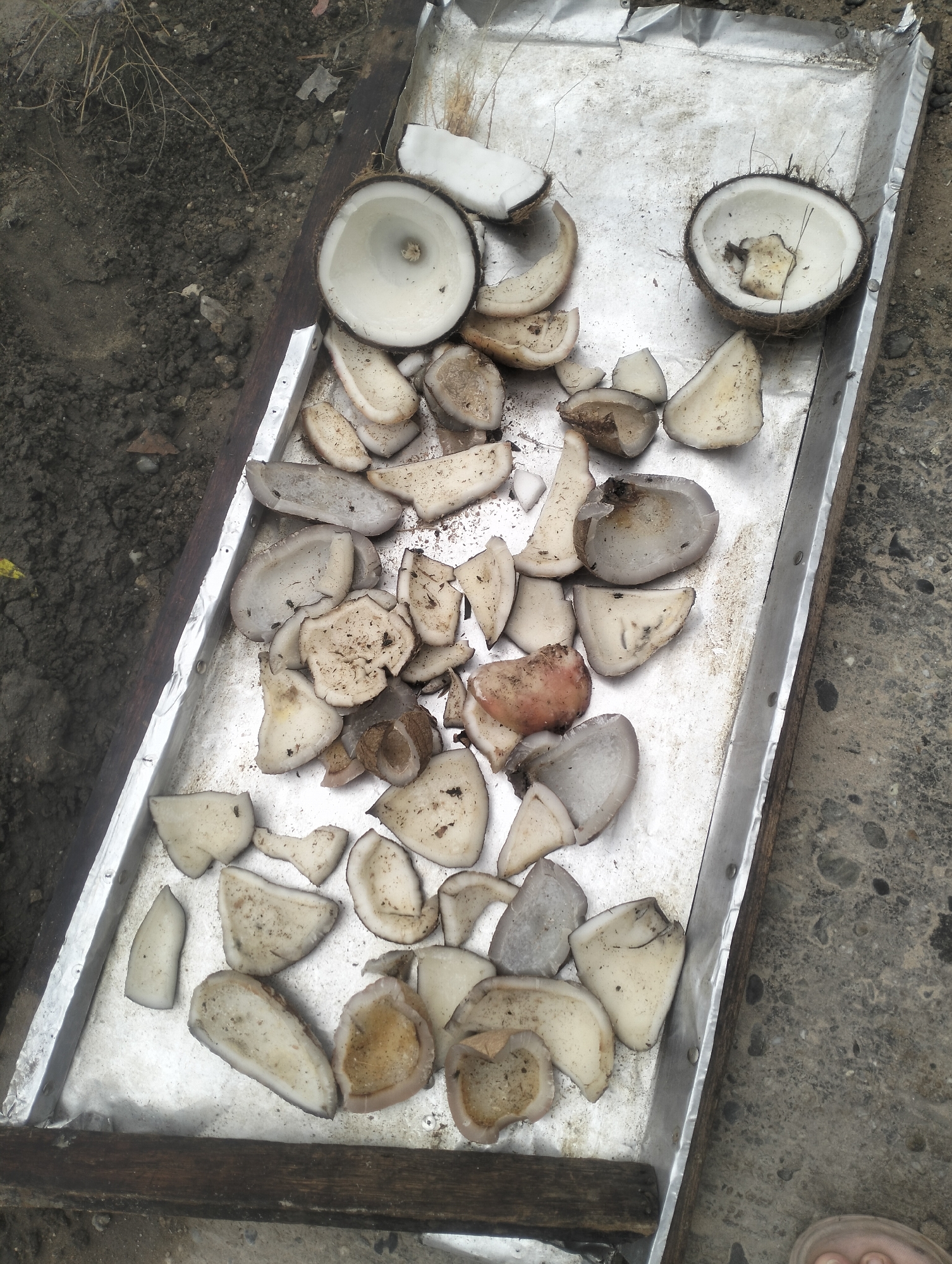 A metal tray filled with chopped coconut pieces sits on a wooden base. The tray is partially covered with a thin, silver material, possibly foil, and is positioned on a rough, grey concrete surface. To the left of the tray, a patch of dark, dry soil with some sparse, dry grass is visible. The scene is outdoors, and the lighting suggests it is daytime. The overall impression is one of food preparation in an unrefined setting. The specific location within Dumai City, Indonesia, cannot be determined from the image alone.