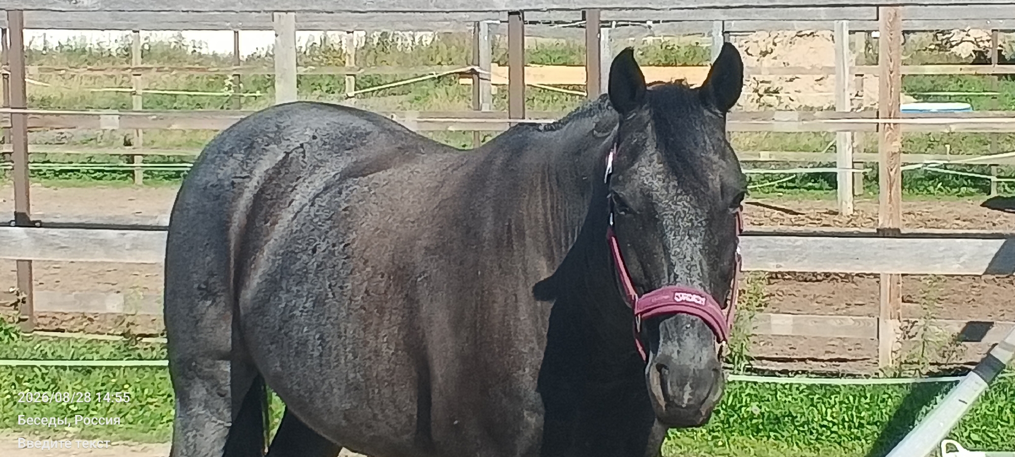 A medium shot captures a dark-colored horse standing in an outdoor enclosure with a wooden fence. The horse, facing the camera, has a halter with the word "Jorch" visible on it. The horse's coat is speckled with lighter colored hairs, particularly on its face and neck. In the background, the enclosure's wooden fence extends across the frame, with dry grass and dirt visible on the ground. The image is geotagged to Besedy, Russia, with a timestamp of 2026/08/28 14:55.