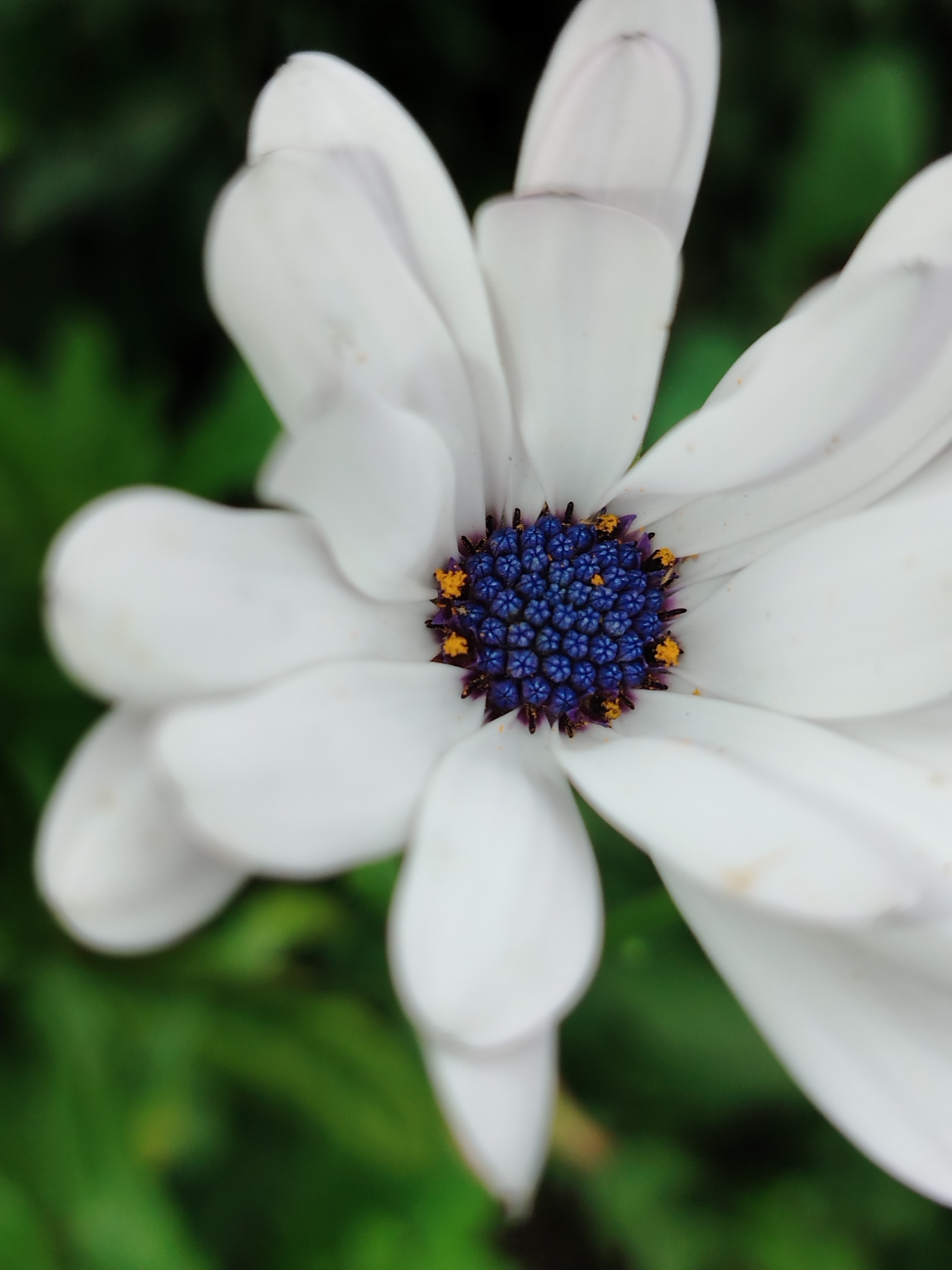 A close-up shot of a white daisy with a deep blue center dotted with yellow pollen is centered in the frame. The petals are soft and slightly curved, with a subtle purplish hue on some edges. The background is a blur of dark green foliage, suggesting the flower is growing outdoors. The image's composition is tight, focusing solely on the flower's intricate details. The lighting appears natural and soft, highlighting the textures and colors of the bloom. No specific landmarks or indications of the city of Gorzhan, Russia, are visible in the image.