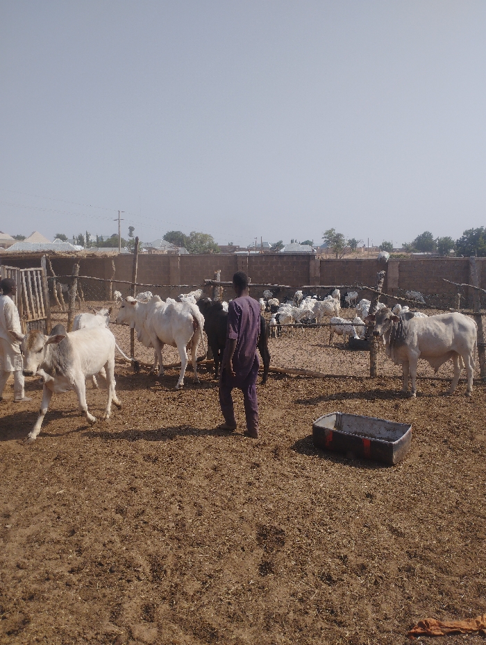 The image displays an outdoor livestock pen situated in Gadao, Nigeria, under a bright, clear sky. The ground is dry, brownish earth mixed with scattered straw. In the foreground, one male individual, dressed in a dark purple tunic and trousers, stands with his back to the camera, facing into the pen. A second individual, wearing light-colored clothing, is partially visible on the far left. The pen contains several Zebu cattle, predominantly white or light grey, characterized by their dorsal humps. In the background, a separate enclosure holds a multitude of white goats or sheep. The livestock areas are delineated by fences constructed from wooden posts and sections of a low brick or mud wall. Residential structures are visible beyond the perimeter wall. A dark, rectangular trough is positioned on the ground in the mid-right. Overhead power lines and utility poles are present in the distant background.