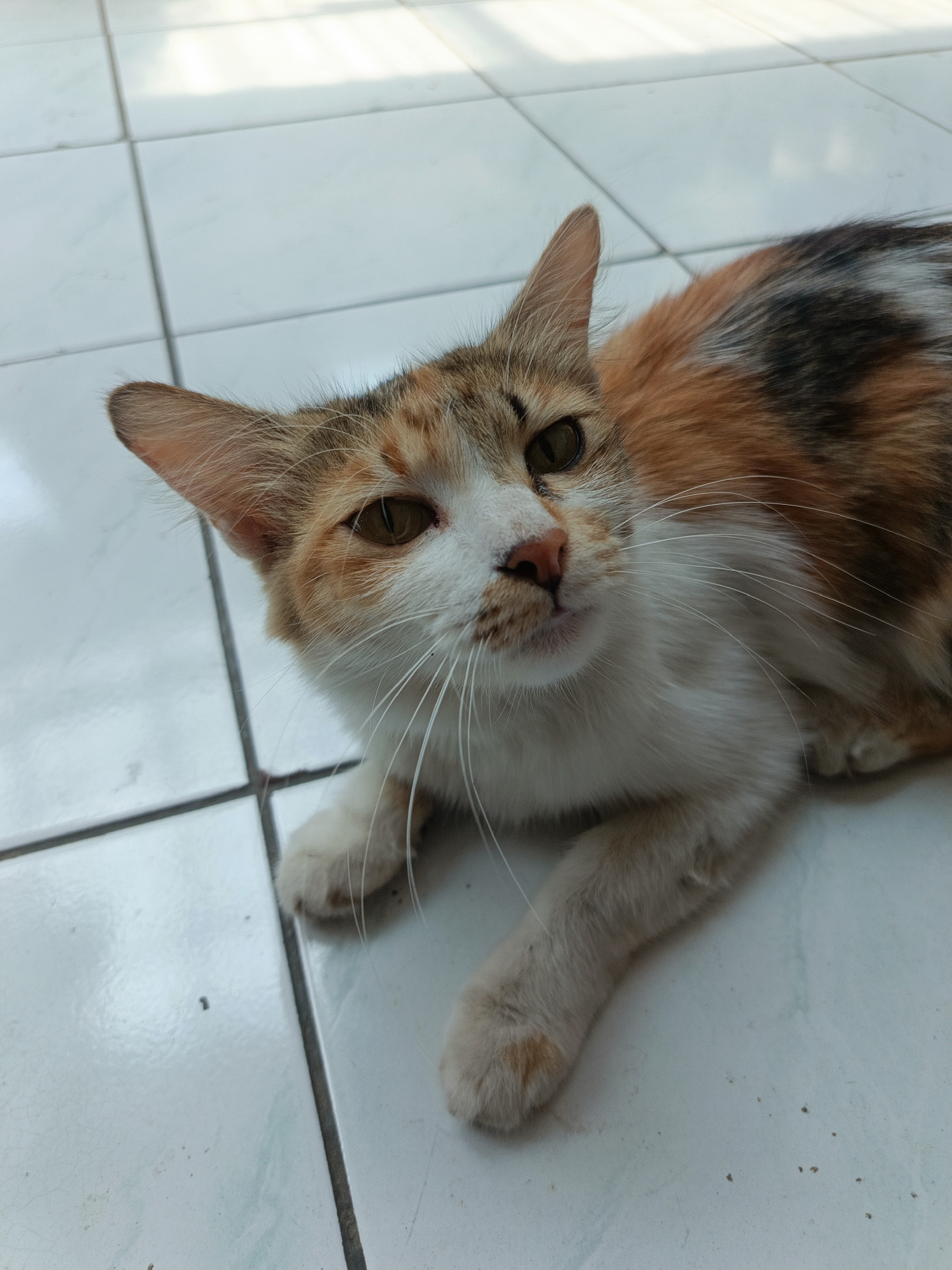A calico cat with white, orange, and black patches lies on a tiled floor. The cat's head is turned towards the camera, with its eyes open and looking directly at the viewer. Its ears are pointed forward, and its whiskers are prominent. The tiled floor is light-colored and appears to be outdoors, with sunlight casting shadows. There is a small black speck, possibly an insect, on the tile in the lower left portion of the image. The setting is likely an outdoor area in Margajaya, Indonesia.