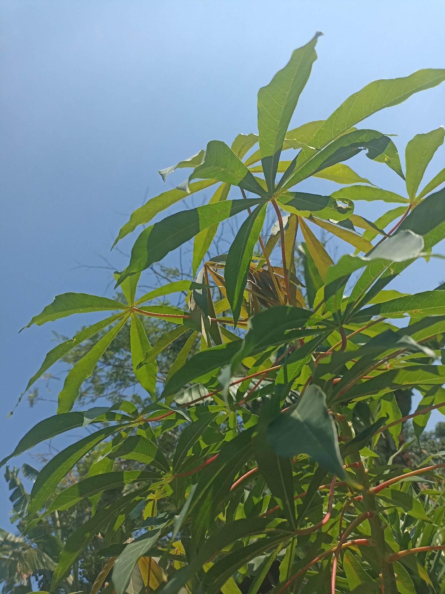 In Mojopanggung, Indonesia, a low-angle photograph captures the lush green foliage of a cassava plant against a clear, bright blue sky. The leaves are deeply lobed and appear vibrant, with sunlight illuminating their textures and veins. Reddish stems are visible, supporting the growth of the plant. In the background, the faint outlines of other trees and vegetation are discernible, suggesting a natural or garden setting. The overall impression is one of growth and natural beauty under a sunny sky.