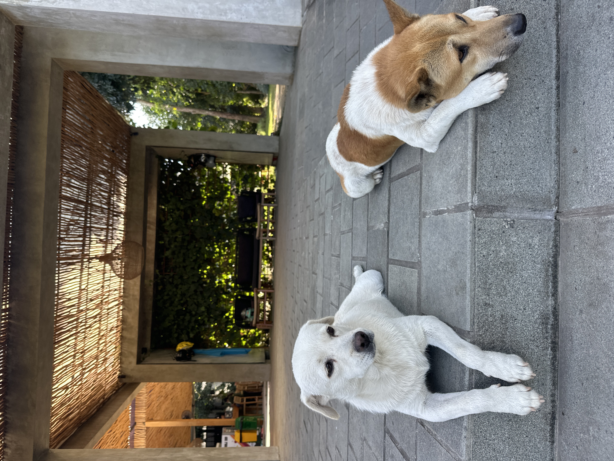Two dogs, one white and one tan and white, are lying down on a paved surface outside a structure with a thatched roof. The white dog is on the left, with its head turned to the side. The tan and white dog is on the right, with its head resting on its paws, looking down. In the background, there is lush green foliage and what appears to be outdoor seating. The scene is illuminated by natural light, suggesting it is daytime. The location is identified as being in the city of Mengwi, Indonesia.