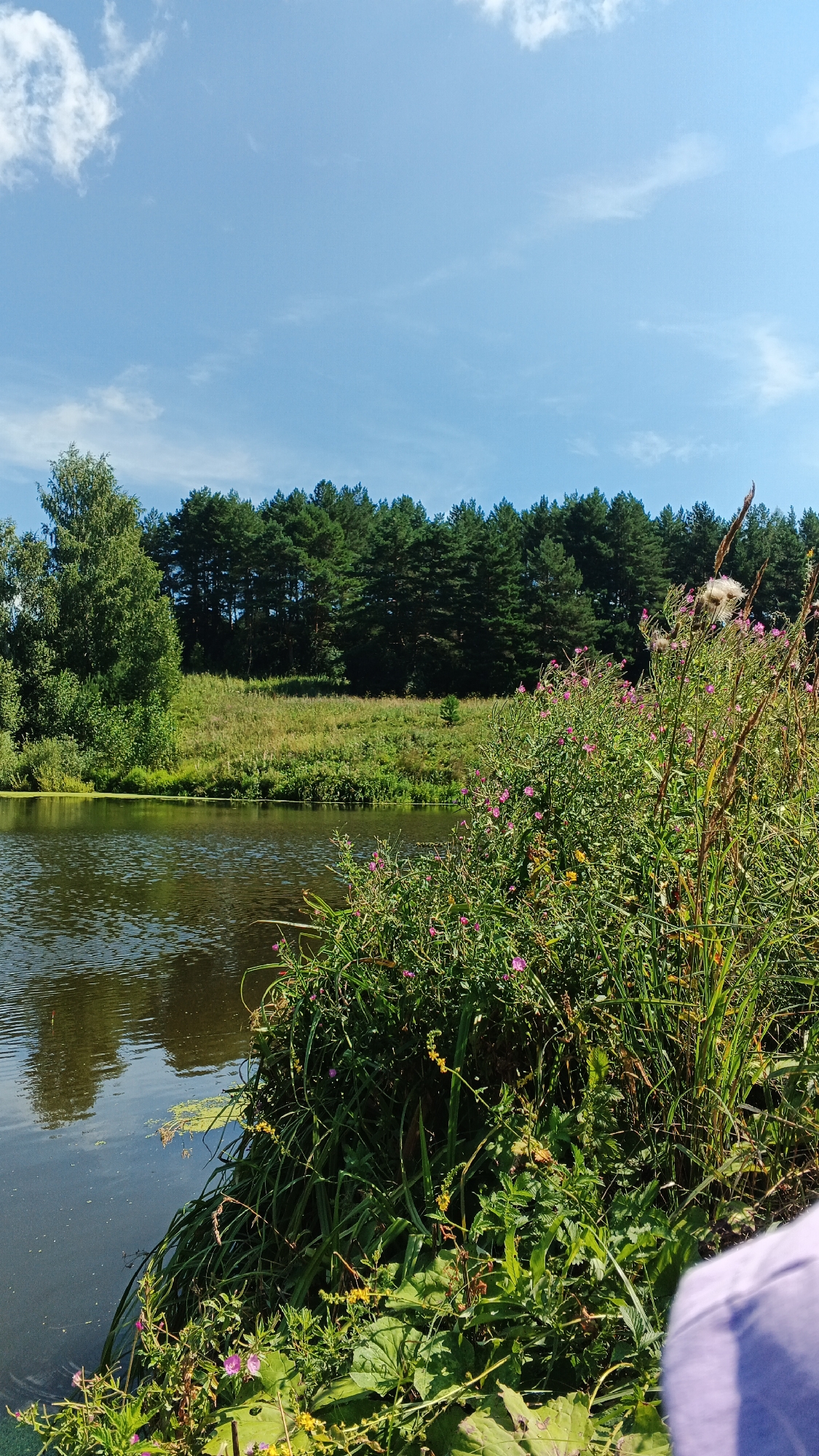 The image shows a body of water in front of a dense forest under a bright blue sky with scattered clouds. The foreground features lush green vegetation, including tall grasses and flowering plants with small pink blossoms. Some of these plants are growing along the edge of the water, which is dark and reflects the sky and surrounding greenery. To the left, there is a large deciduous tree. In the background, a line of coniferous trees forms a dark green wall. The overall scene depicts a natural landscape, possibly a river or lake, with a forest backdrop. The location is identified as Podgornoe, Russia.