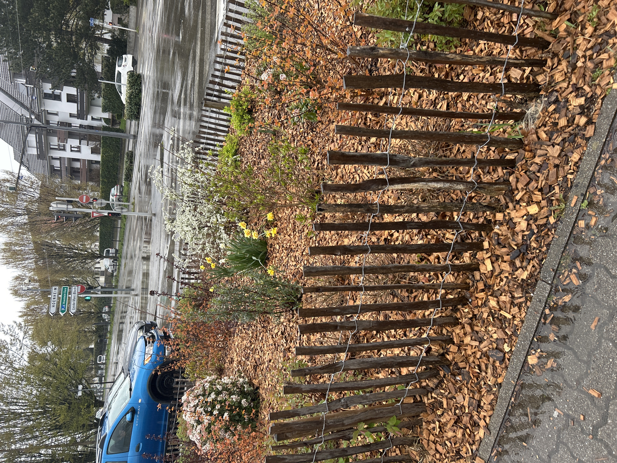 The image depicts a rainy street scene in Hoenheim, a suburb of Strasbourg, France. The photograph is taken from a low angle, focusing on a flower bed separating the sidewalk from the street. The flower bed is filled with wood chips, several flowering bushes, and some daffodils. A roughly constructed wooden fence, held together with wire, lines the street edge of the flower bed.
A blue car is parked next to the flower bed, partially obscuring a signpost indicating directions to Hoenheim and Lycée Marc Bloch. Across the wet street, one can see residential buildings, a zebra crossing, and other parked cars. The overall impression is of a wet, overcast day in a quiet residential area.