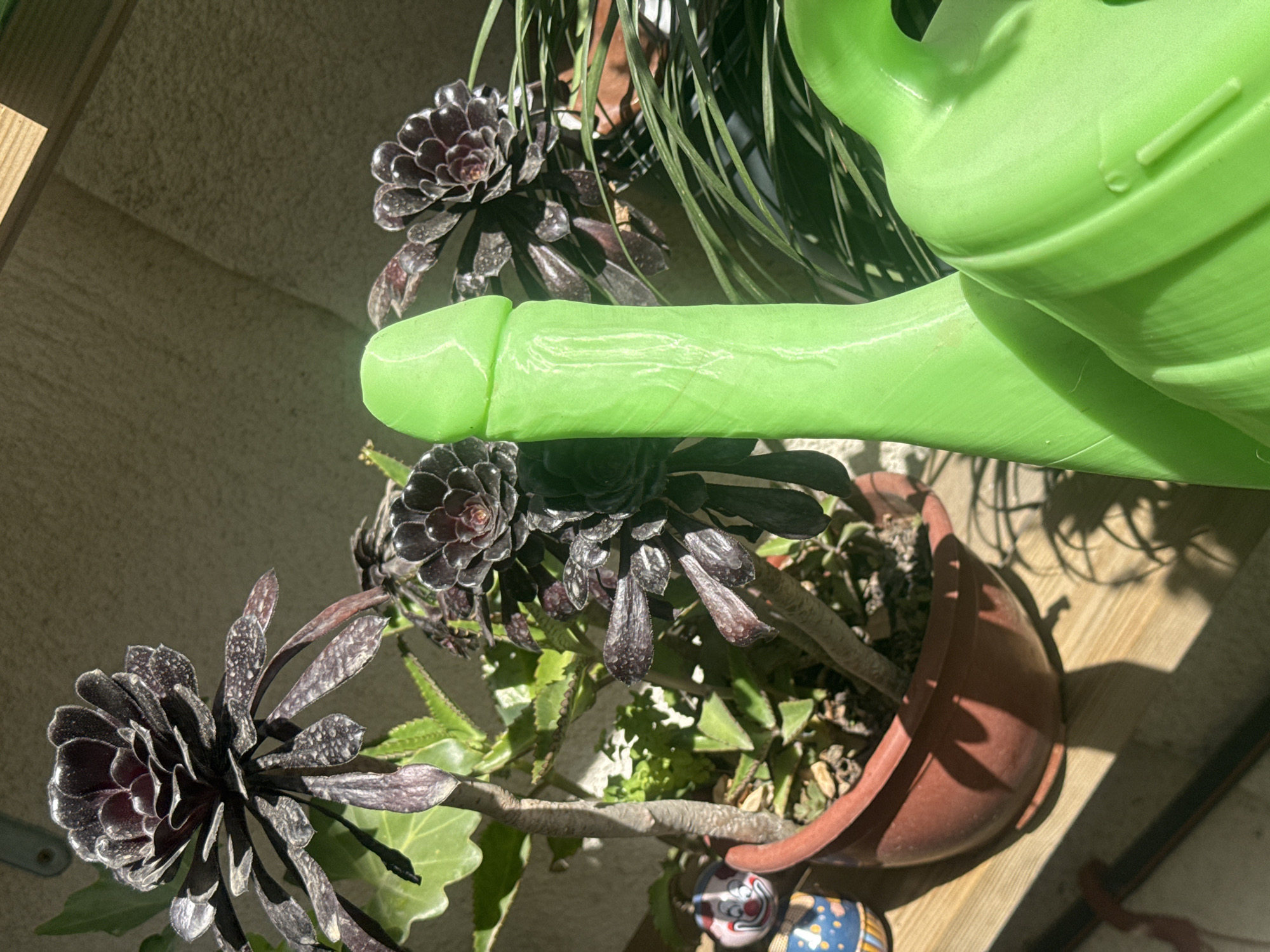A close-up, eye-level, angled shot reveals a garden scene, possibly on a balcony or terrace. A brown, plastic flower pot is centered to the right, filled with dark Aeonium plants with a rosette shape. A green plastic watering can with a long spout is positioned near the center of the image. The environment is bathed in bright sunlight. There are no people present. The location is indeterminable from the picture. The city of Tel-Aviv, Israel is not ascertainable from the image.