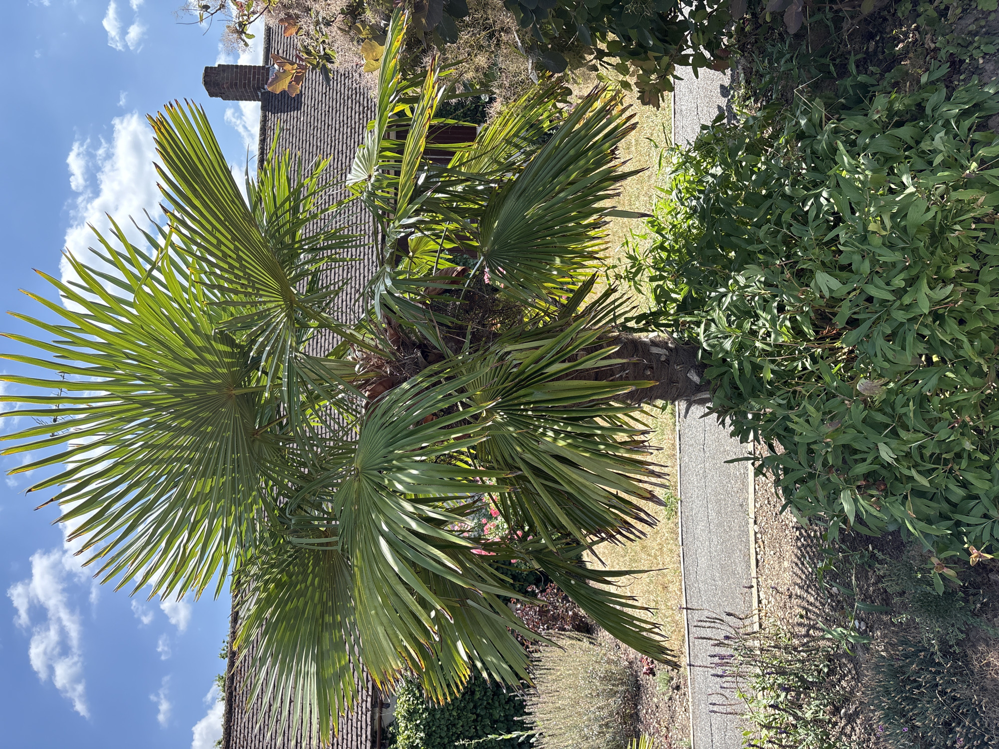 The image captures a close-up view of a palm tree in a garden setting under a blue sky with scattered white clouds. The palm tree has large, fan-shaped green leaves that are illuminated by sunlight, casting shadows on the ground. Behind the palm tree, a tiled roof of a house is visible, along with a brick chimney. The garden also features various plants, including shrubs and flowers, with a paved pathway running through it. The scene appears to be a residential garden located in Chelmsford, United Kingdom, on a bright and sunny day.