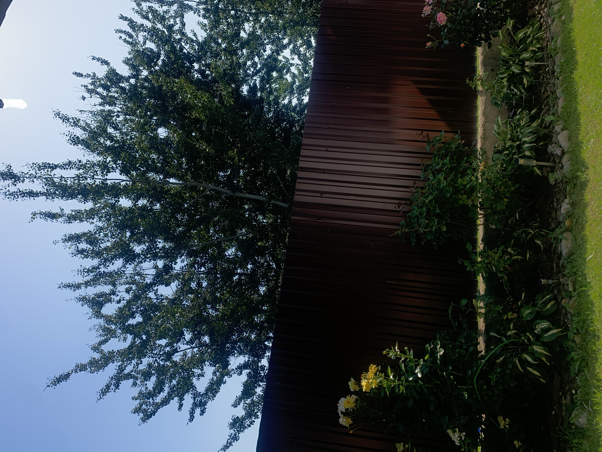 The image depicts a section of a residential backyard in Minsk, Belarus, on a clear, sunny day. A tall, dark brown corrugated metal fence runs horizontally across the mid-ground, separating the yard from an unseen area. Above the fence, a large, leafy green tree with sparse branches fills the upper portion of the frame, with a bright blue sky visible through its foliage. In the foreground, a strip of green grass leads to a garden bed. The garden bed contains several plants, including a cluster of yellow roses on the left, and a rose bush with pink flowers on the right. There are also hosta plants with variegated green and white leaves and several small, silver solar garden lights visible in the garden bed. The scene appears tranquil and well-maintained, typical of a suburban or private garden setting.