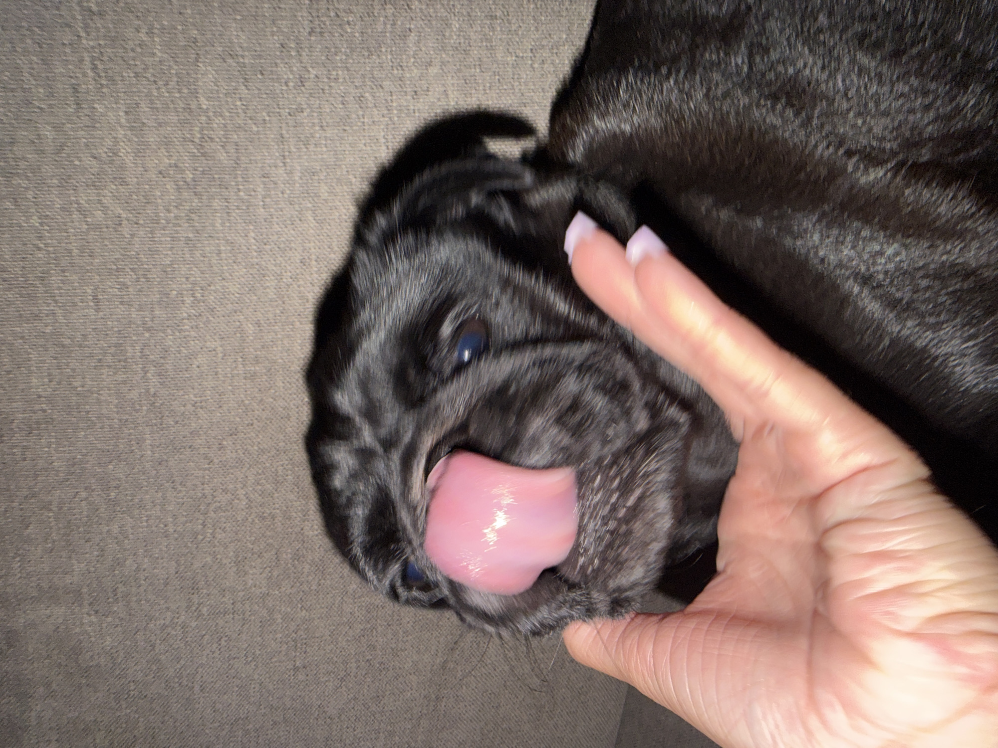 In Sirius, Russia, a close-up shot captures a black pug puppy licking its nose with a bright pink tongue. The puppy's eyes are dark blue, and its snout is wrinkled. A human hand with light purple nail polish gently supports the puppy's chin. The background is a textured brown surface, possibly a couch.