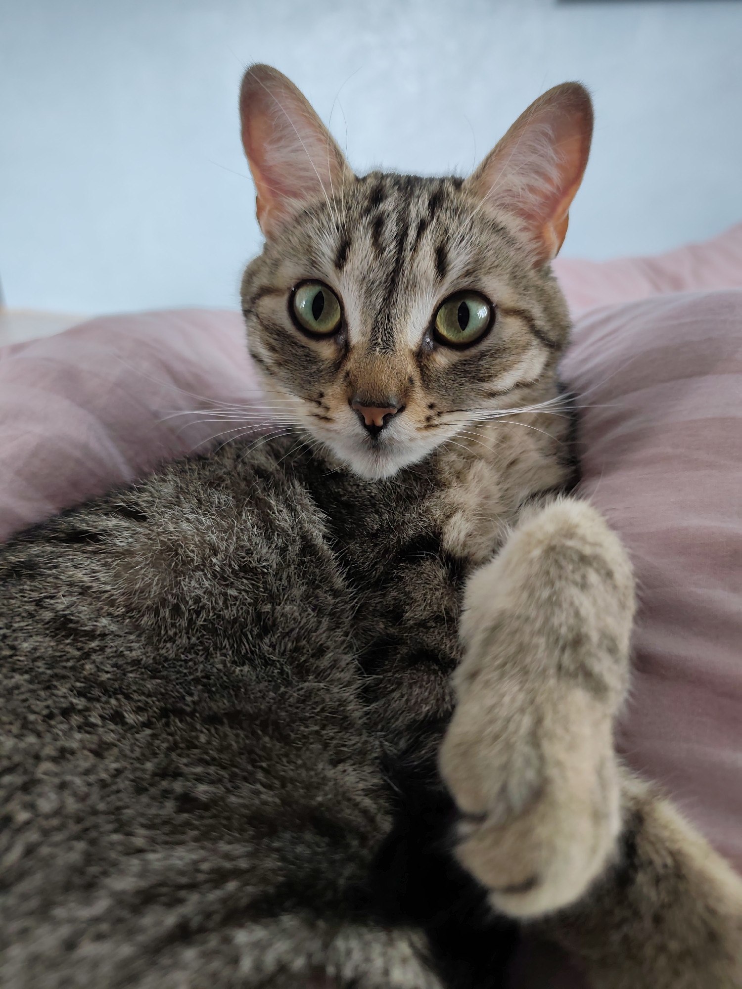 A domestic short-haired tabby cat is prominently featured, gazing directly forward towards the viewer. The cat has striking green irises with vertically slit pupils, a small pink nose, and numerous long, white whiskers extending from its muzzle. Its fur displays a distinct brown and grey mackerel tabby pattern across its head and body. One front paw, covered in light tan fur, is slightly raised and positioned towards the bottom right of the frame. The cat is situated on a soft, wrinkled pink fabric surface, which appears to be bedding or a cushion. In the background, a plain, light blue wall is visible, providing a simple backdrop. The scene is illuminated by soft, diffuse lighting. No identifiable geographical features or elements indicating a specific city, such as Chaikovsky, Russia, are present in the image.