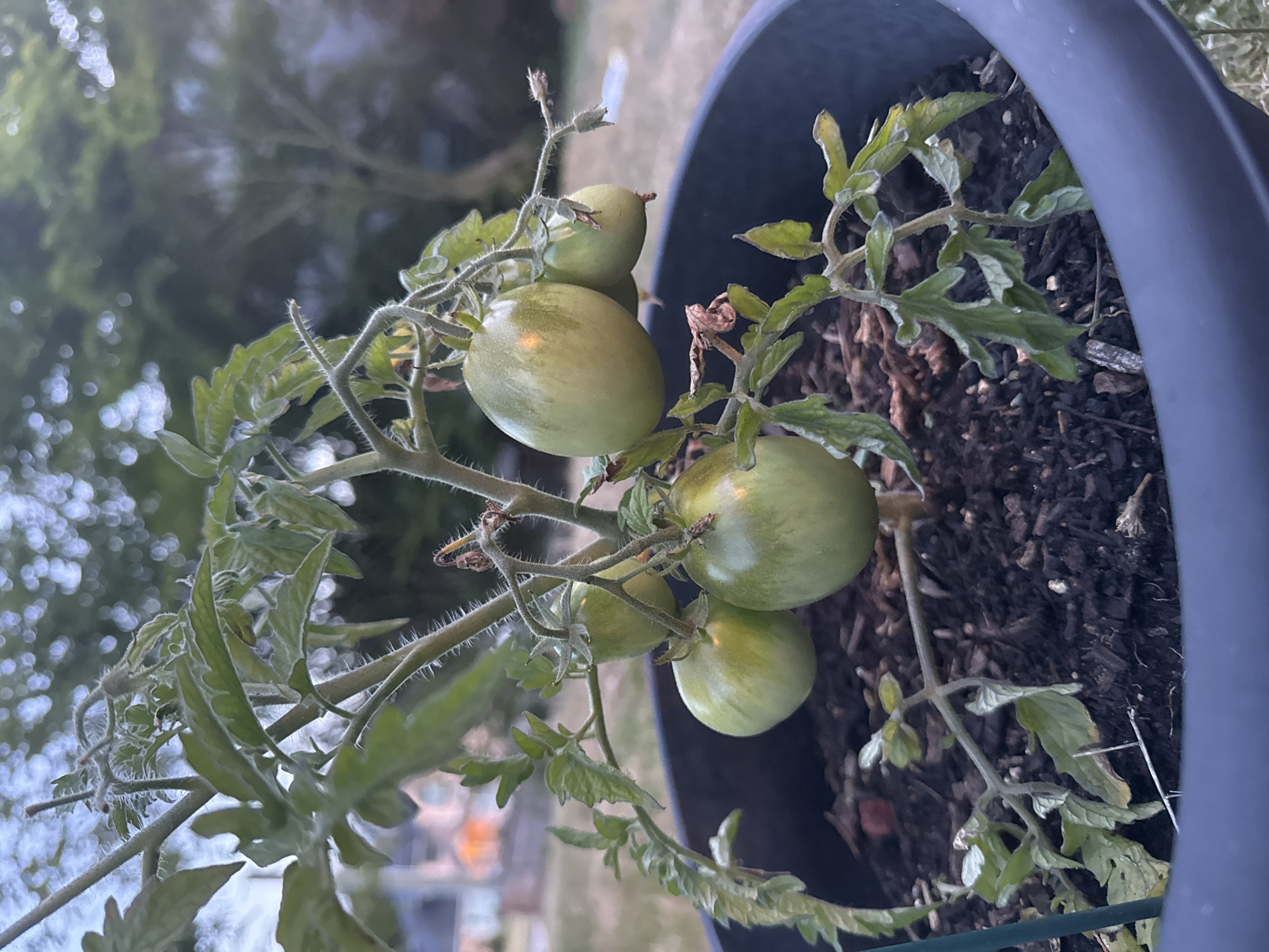 This image shows a close-up of a tomato plant with several green tomatoes growing in a dark gray planter. The plant is outdoors, with a blurred background of trees and a hint of buildings and a house. The lighting suggests it is either early morning or late evening. The tomatoes are round and varying in size, with some showing lighter green stripes. The leaves of the plant are green and fuzzy, with some appearing slightly wilted. The planter is filled with dark soil and mulch. The scene is located in Coquitlam, Canada.