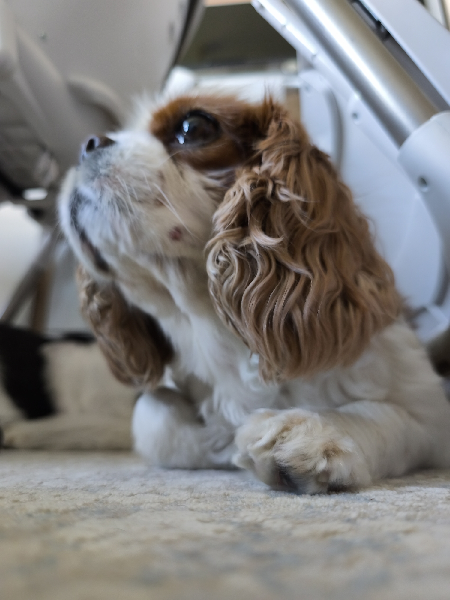 A Cavalier King Charles Spaniel is lying on a light-colored, textured carpet. The dog is positioned low to the ground, with its head turned upward and to the left. Part of a black and white object is visible blurred in the left background. White and silver metal structures are behind and above the dog. The location of the photo is unknown, I cannot provide information on the location in the city of Plovdiv, Bulgaria.