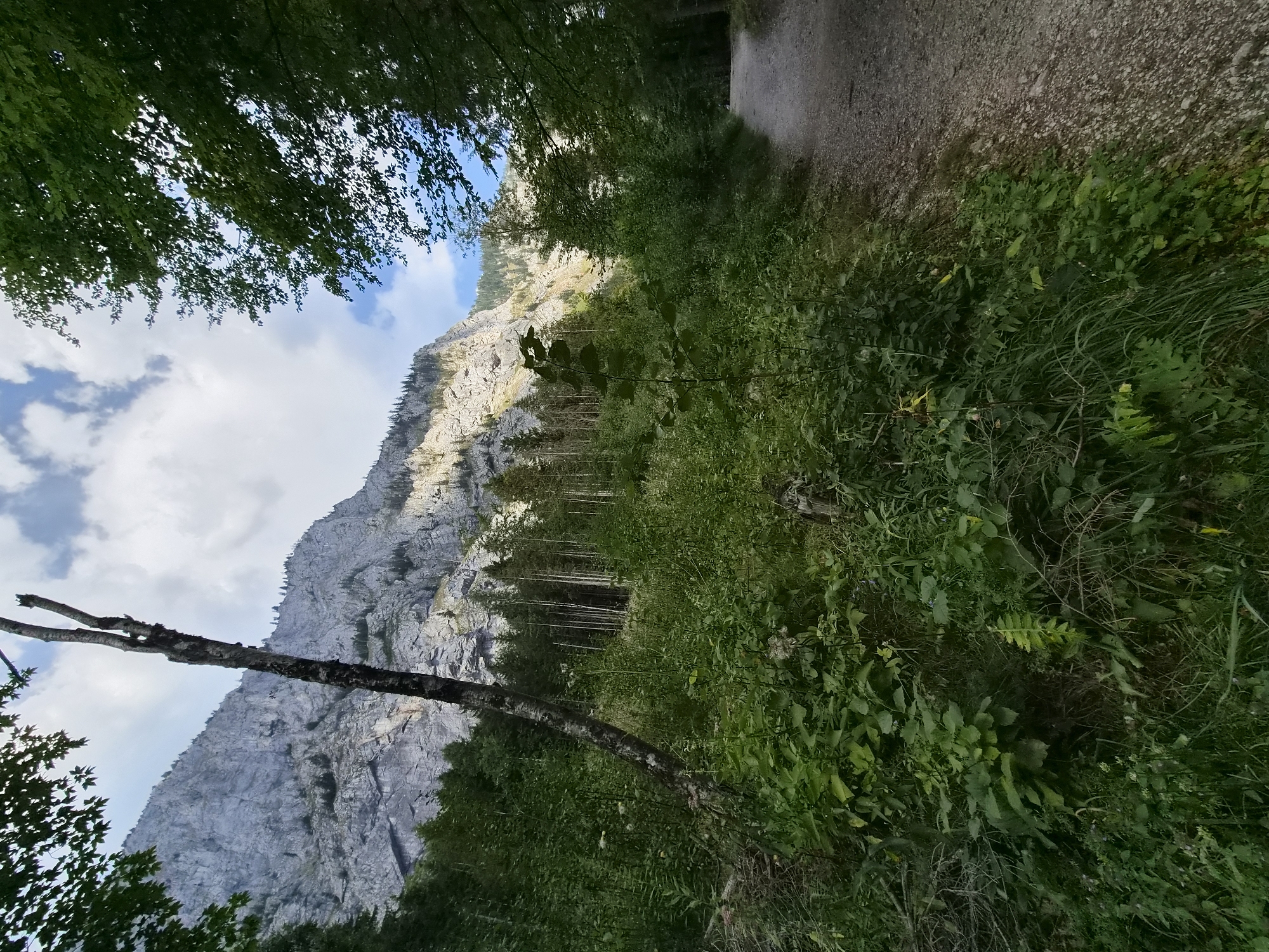 The image depicts a gravel hiking path winding through a dense, green forest in the vicinity of Eisenerz, Austria. A steep, rocky mountain face dominates the background, its upper slopes catching the sunlight. The foreground is filled with lush vegetation, including trees, bushes, and tall grasses. A dead, bare tree trunk stands at an angle in the left foreground, its dark bark contrasting with the surrounding greenery. The sky above is partly cloudy, with patches of blue visible. The scene suggests a natural, mountainous environment suitable for outdoor recreation.