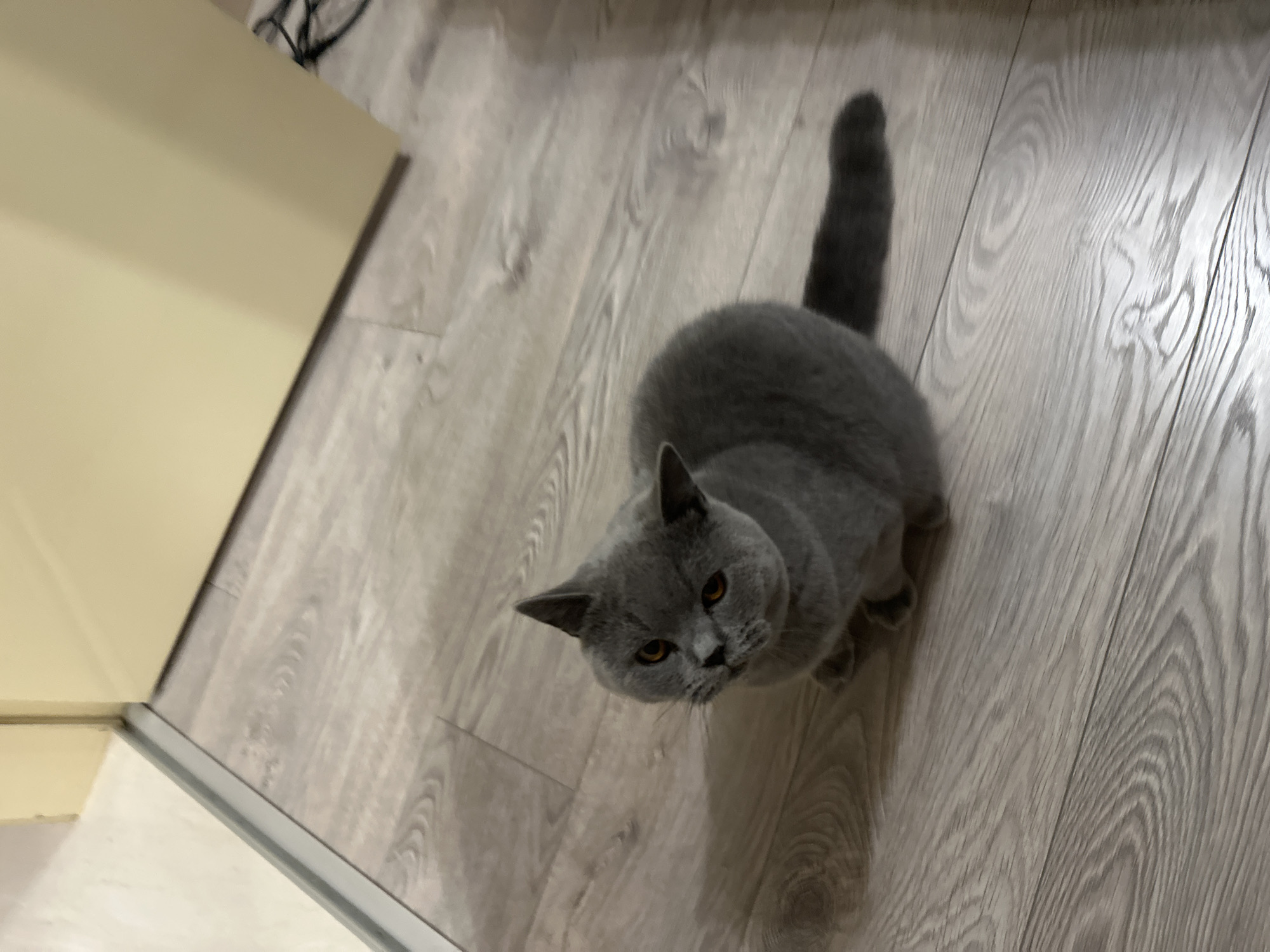A grey British Shorthair cat with orange eyes sits on a light grey laminate wood floor. The cat is facing upwards and slightly to its left. The cat's tail extends to the right, with the tip out of frame. Behind the cat are two walls, one on the left that appears to be a light cream color, and another on the right that is a pale yellow color. The flooring has a wood grain pattern. The scene is indoors.