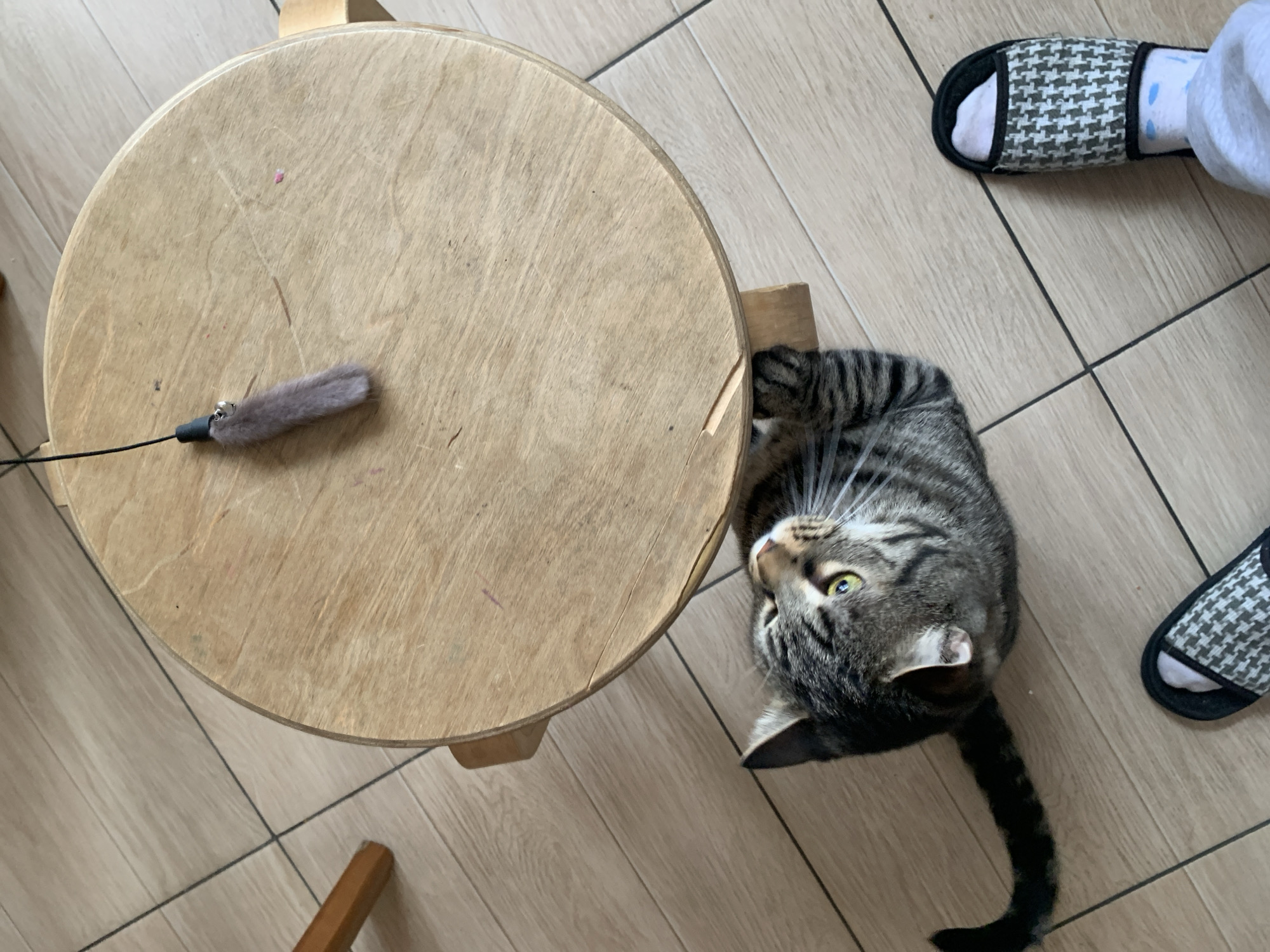 A high-angle shot depicts a domestic interior with a round, wooden stool on a light wood-look tiled floor. On top of the stool rests a cat toy consisting of a fuzzy, gray attachment connected to a black rod. The cat is a striped tabby, positioned near the edge of the stool, looking upwards with its head tilted. A person's legs are visible in the upper right corner, wearing a pair of black and white patterned slippers over white socks. The photograph gives no evidence as to its location in the city of Stavropol, Russia.