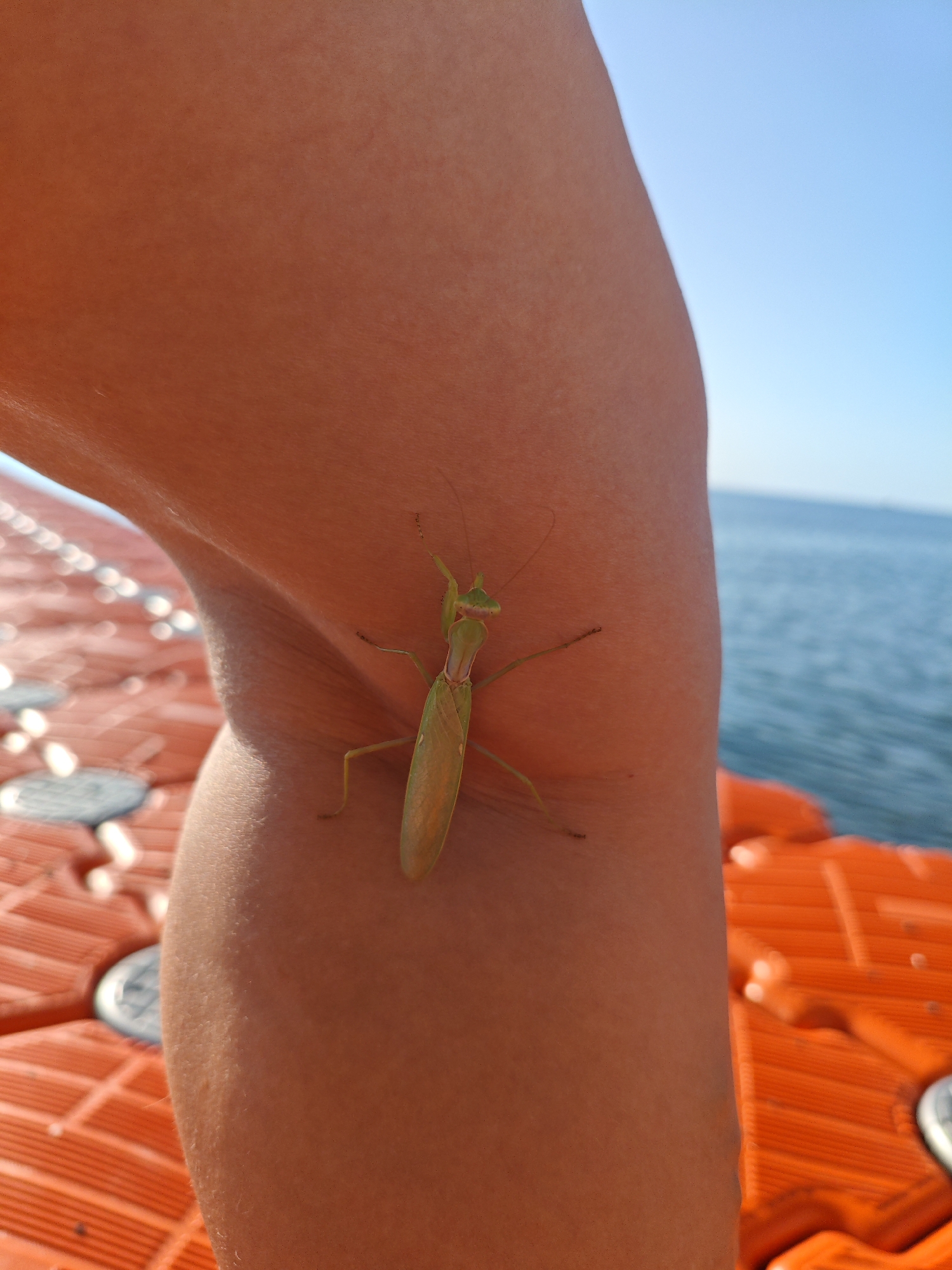In Alushta, Ukraine, a praying mantis is perched on a person's arm. The background shows the blue sea and sky, along with an orange floatation device.