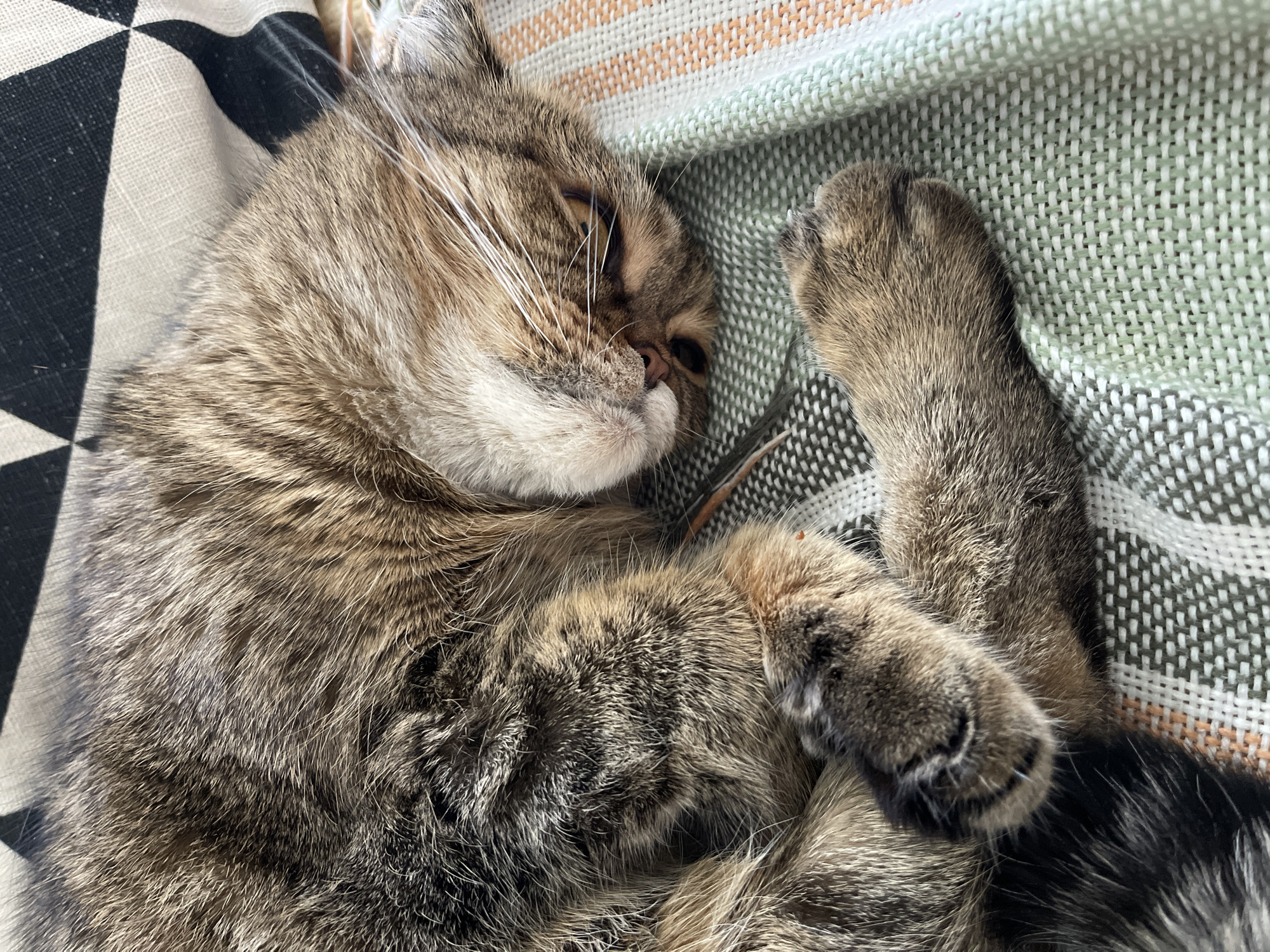 A tabby cat is curled up and sleeping on a blanket with a checkered and striped pattern. The cat's fur is a mix of brown, black, and gray. Its paws are tucked in. The blanket appears to be made of woven fabric. The scene is indoors, likely in a home in Dzerzhinsk, Russia.