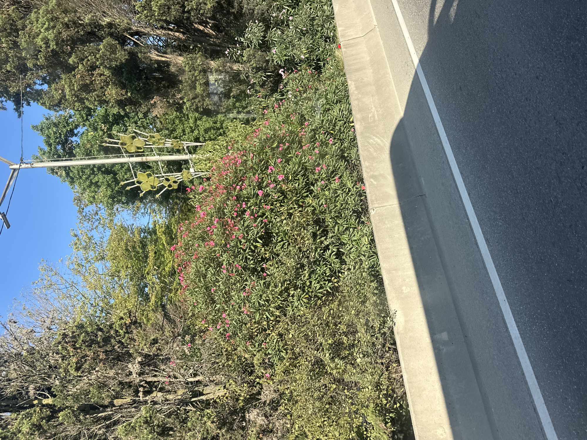 The image depicts a sunny day scene in Sochi, Russia, likely along a roadside. In the foreground, a gray concrete barrier separates the road from a dense patch of vegetation. The road itself is paved asphalt, marked with a white line. Behind the barrier, a variety of green bushes and trees are visible. Prominent among these is a large bush covered in small pink flowers. To the left, a tall, somewhat bare tree trunk stands out, while to the right, more dense green foliage and trees create a backdrop. In the upper right quadrant of the image, a tall, thin pole with what appears to be decorative, green, flower-shaped elements attached to it is visible, reaching up towards a clear blue sky. The scene suggests a natural roadside environment within the city, possibly a parkway or a landscaped median strip. There are no people or animals explicitly visible in the image. A shadow cast from a vehicle is visible on the road and barrier in the lower portion of the image, indicating the photo was taken from a moving vehicle.