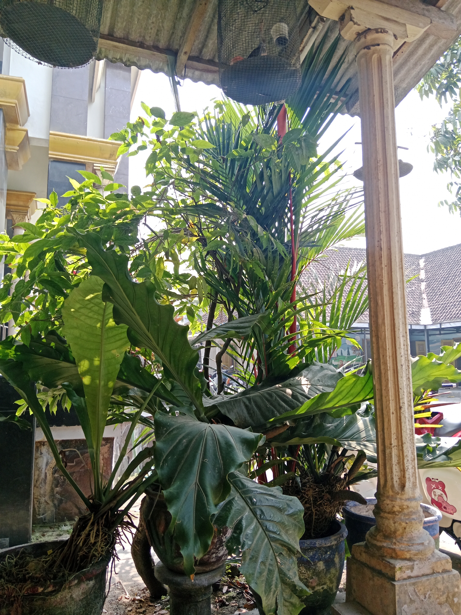 In a residential area of Srikaton, Indonesia, the image captures a close-up view of several potted plants on what appears to be a porch or patio. A prominent, fluted column made of stone or concrete stands to the right, partially obscuring the view of a tiled roof and building in the background. Lush green foliage, including large, broad leaves and palm fronds, dominates the foreground, suggesting a tropical climate. The plants are in various weathered pots, some with exposed roots. The sunlight filters through the leaves, creating dappled shadows. A mesh cage, possibly for a bird feeder or deterrent, hangs from a rustic roof structure above. The overall scene depicts a vibrant, green outdoor space within a domestic setting.