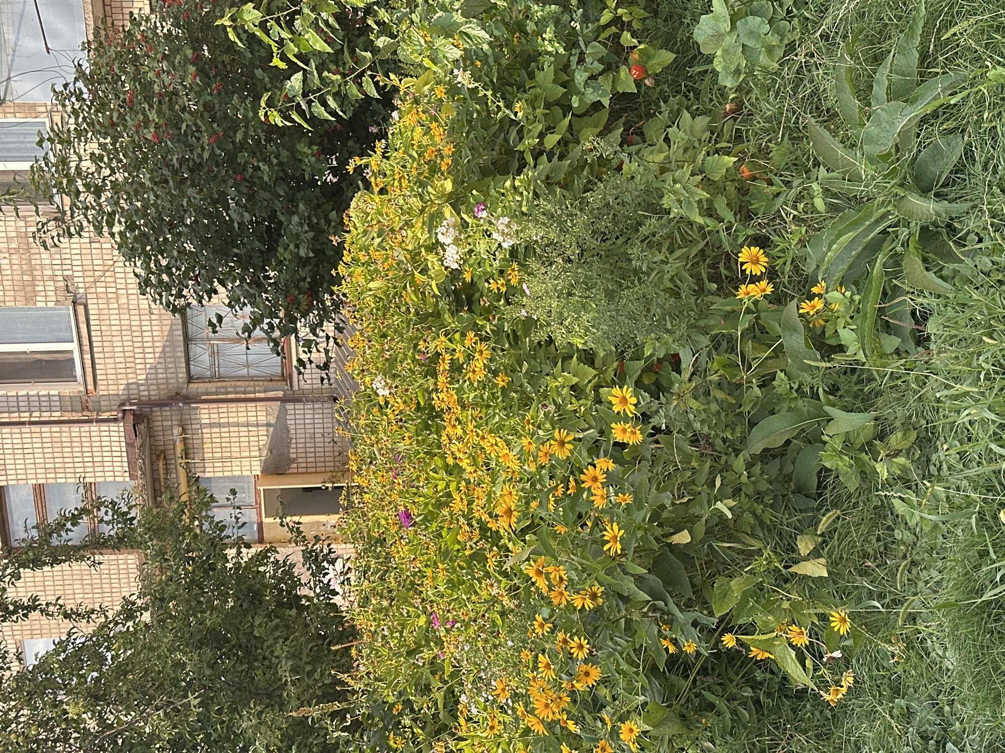 The image shows a dense patch of yellow and purple flowers in front of a light-tiled building. A tree with green leaves is visible on the left, and another bush with red berries is on the right. The building has several windows and an open doorway. The scene appears to be an outdoor garden area in a residential setting, possibly in the city of Khmilnyk, Ukraine, given the architectural style and landscaping. The lighting suggests it is daytime, possibly late afternoon due to the warm, angled light. The ground is covered in grass and other greenery. No people or animals are visible in the image.