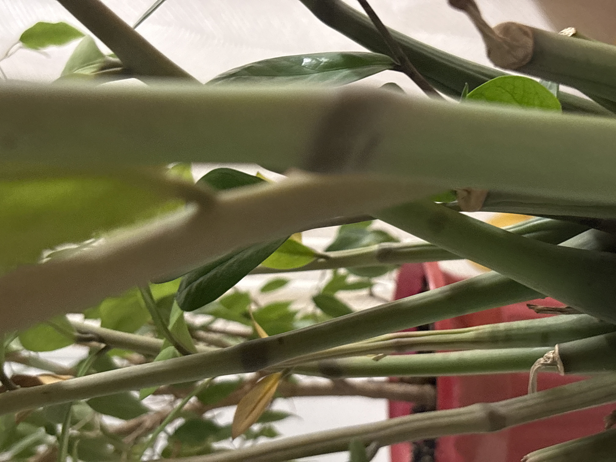 The image is a close-up, slightly blurred view of the stems and leaves of a plant, possibly a hoya carnosa, with a red pot visible in the background. The stems are green and cylindrical, with segmented nodes. Some leaves are visible, appearing waxy and green. The background includes what looks like a window or light source. The location in the city of Chaikovsky, Russia is not discernible from the image. There are no people visible in the image.