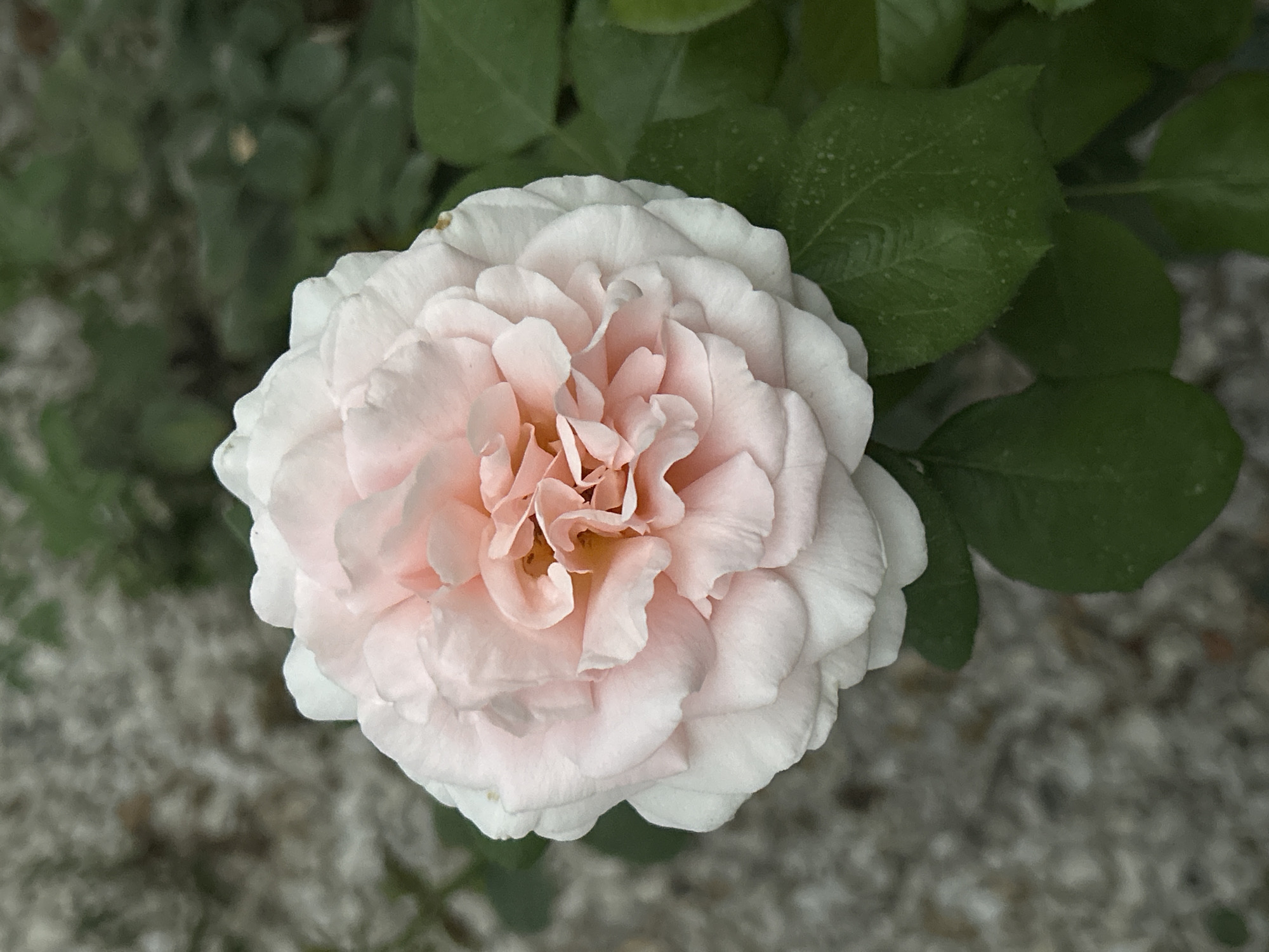 A close-up, vertical shot showcases a delicate, pale pink rose in full bloom. The rose is positioned slightly off-center, occupying the majority of the frame. Its petals are densely packed and appear soft, with a subtle gradient from white on the outer edges to a warmer pink towards the center, where the petals are tightly curled. The background is softly blurred, with areas of muted green foliage on the right side of the image and a textured, gravelly surface on the left. There are no people or animals visible in the scene, and no specific location in Boraldai, Kazakhstan, is identifiable from the visual information provided.