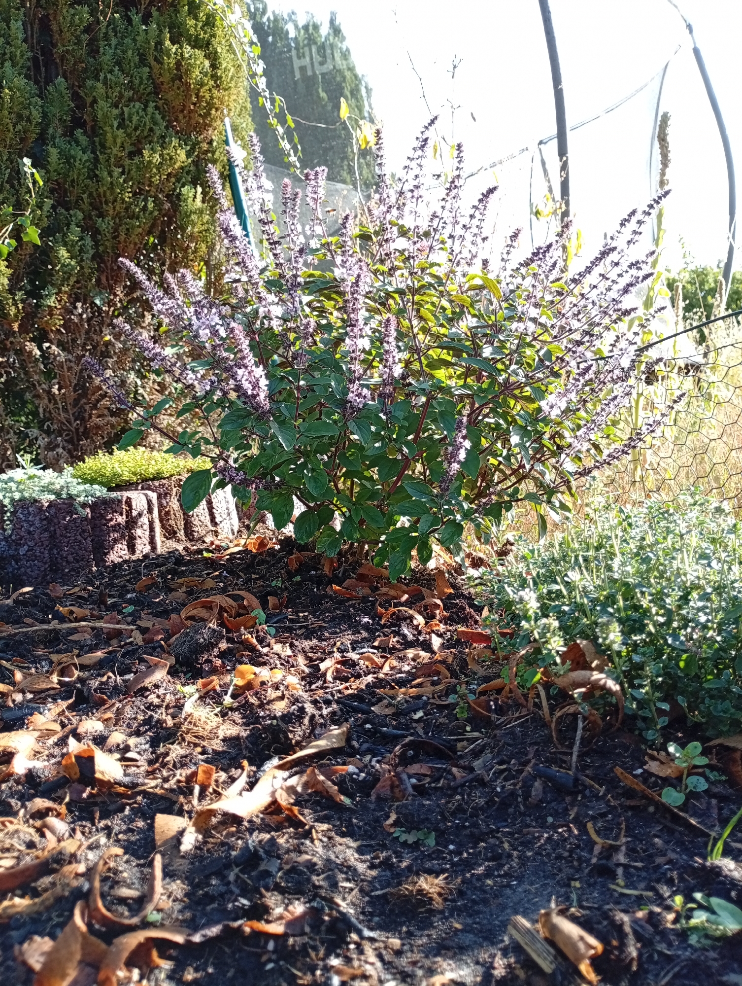 A close-up, low-angle shot depicts an outdoor garden scene on a sunny day. In the foreground, dark soil is scattered with dry, curled brown leaves and small twigs. To the left, a segmented, rough-textured reddish-brown planter or border is visible, with some low-lying green plants in front of it. Behind this, a tall, dense green conifer tree stands. The central focus of the image is a flowering herb with dark stems and green leaves, topped with numerous slender spikes of small purple flowers. To the right of the herb is a cluster of low-growing, vibrant green thyme or a similar herb, with thin stems and tiny leaves. In the background, a thin wire fence is partially visible, with a hazy view of trees and a structure behind it, suggesting a suburban or rural setting. The light suggests a bright, warm day, casting shadows on the soil. The scene appears to be in a private garden, likely in Holm, Germany, given the context provided. No people or animals are visible.