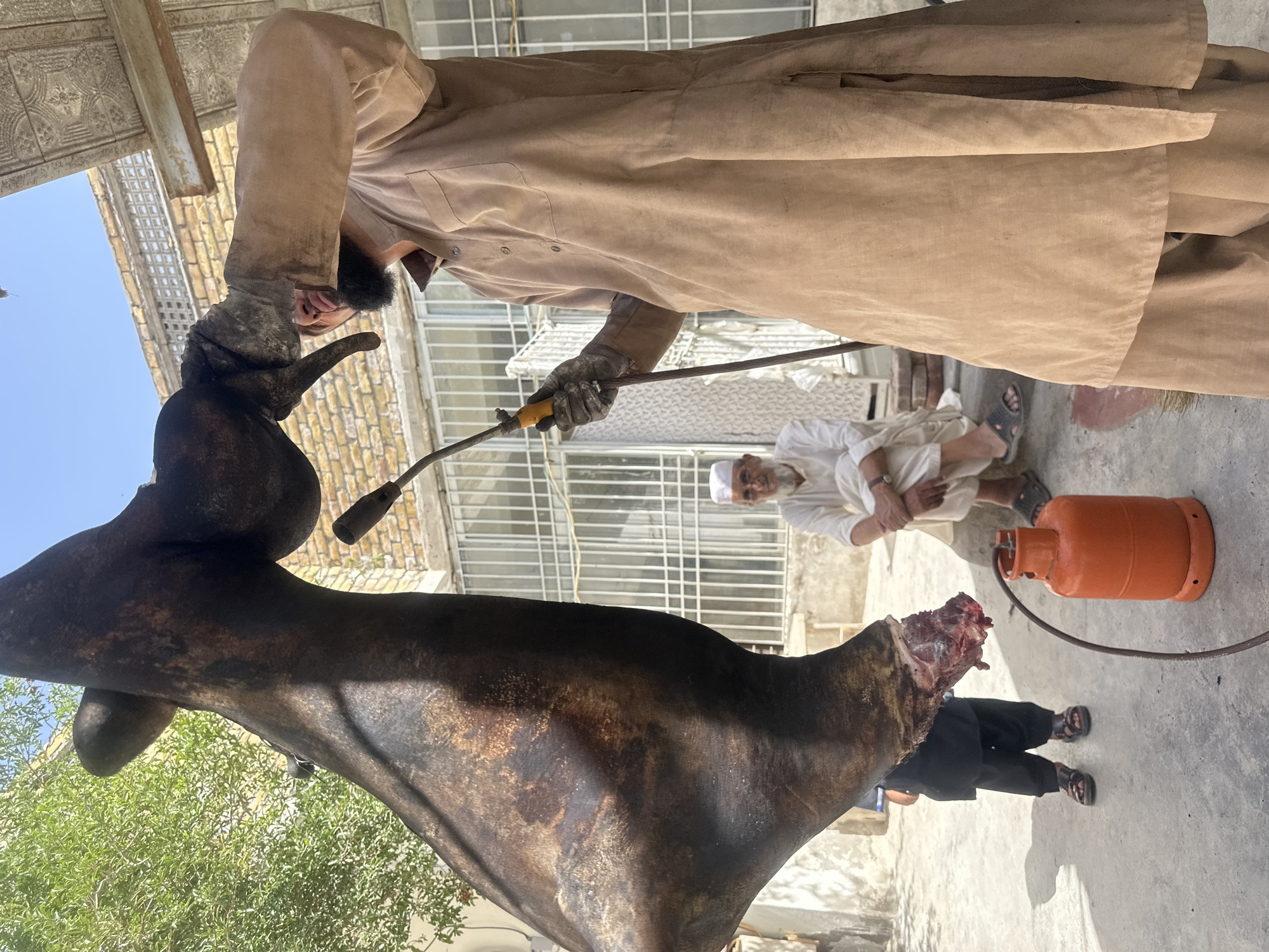 In Quetta City Tehsil, Pakistan, a man in a tan robe uses a blowtorch on a large animal carcass hanging upside down. Another man in white robes sits nearby with an orange propane tank visible. A third person, wearing black clothing, is also present near the base of the carcass. The scene is outdoors, with parts of a building visible in the background.