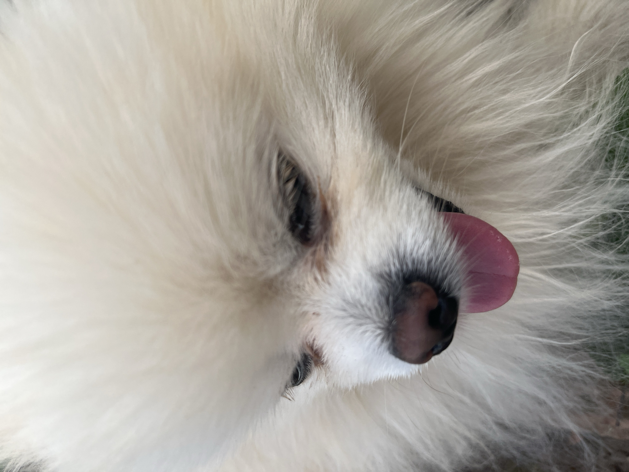 A close-up photograph shows the head of a white, fluffy dog. The dog's black eyes are partially visible amidst its fur. Its pink tongue protrudes slightly from its mouth, near its black nose. The background is out of focus, but appears to be foliage. The image does not provide information about the location, city, or country.