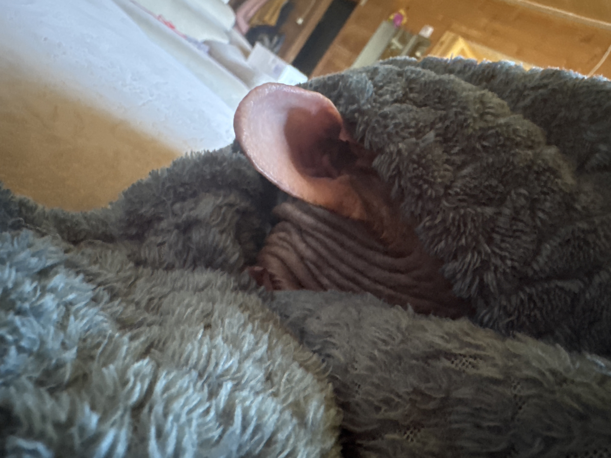 The image is a close-up, low-angle shot of a naked cat's ear. The cat is nestled within a grey, fuzzy blanket. The ear is large and pink, with visible skin texture. The background is out of focus but appears to be an indoor setting, possibly a room with wooden elements and some light-colored furniture or bedding. There are no visible signs of location within Nikolaevka, Russia.