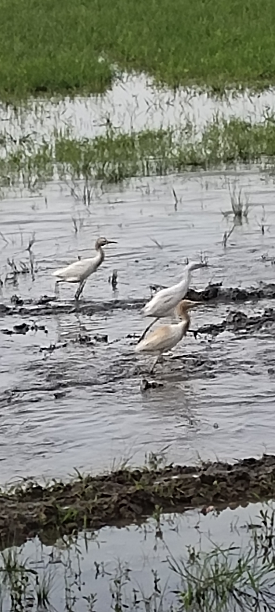 A group of cattle egrets are wading in a muddy, shallow body of water, likely a rice paddy or marsh, with green grass visible in the background. The birds are mostly white or light-colored with slender necks and beaks. One egret is standing on the left, facing right. Another is in the center, also facing right. A third egret is partially visible in the foreground, facing right. The water reflects the sky and the surrounding vegetation. The scene suggests a natural, rural environment. The location is identified as Blangmajron, Indonesia.