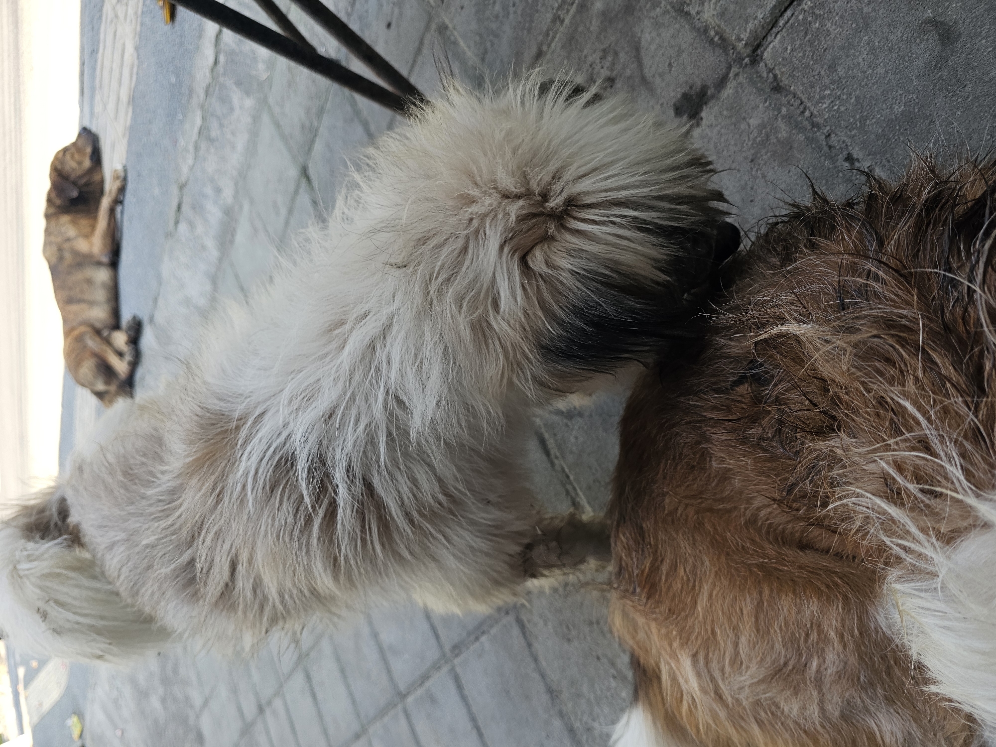 The image depicts two dogs on a paved surface, possibly a sidewalk or public square in Denpasar, Indonesia. In the foreground, a fluffy dog with light-colored fur is leaning over, sniffing another dog lying down on the ground. This second dog has reddish-brown and white fur. In the background, a third dog with brindle-colored fur is lying down, seemingly resting. The environment appears to be outdoors, with a street or walkway visible in the distance. The paving stones suggest an urban setting.