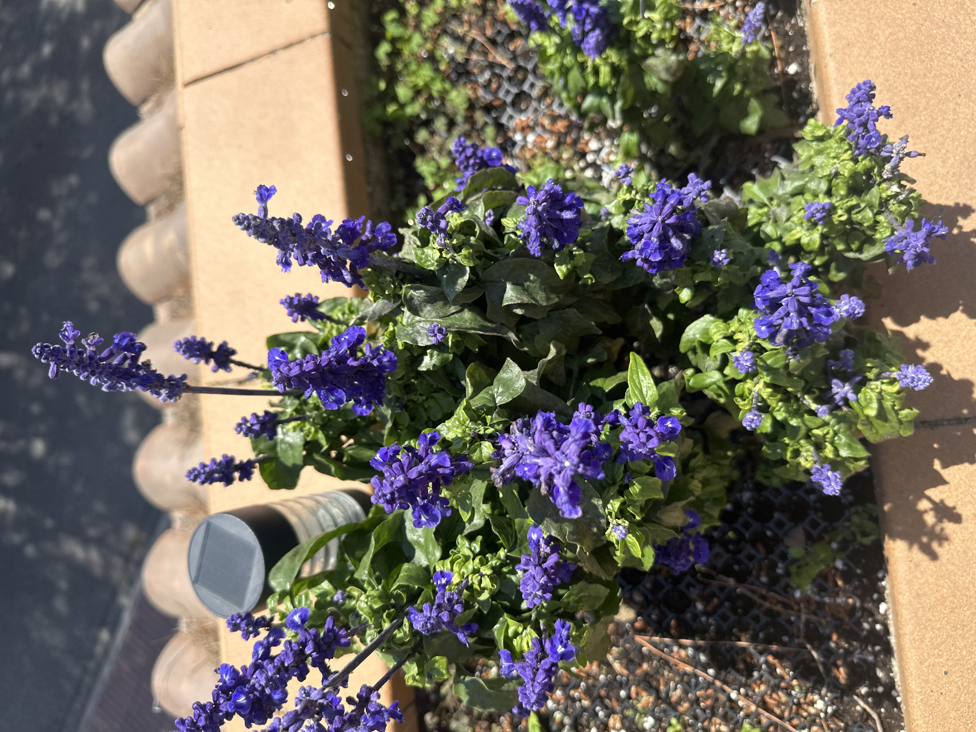 A medium-angle shot depicts a cluster of flowering plants, likely Salvia, with vibrant purple blossoms and green foliage, nestled in a rectangular planter with a tan, possibly brick, border. The planter also contains a black, cylindrical object with a square, solar panel on top. The planter is positioned next to a light brown wall. The surrounding environment appears to be outdoors, with small pebbles and some form of black mesh visible beneath the plants. Shadows cast by the sun are present, indicating a sunny day. The location is unknown but is possibly Sant Feliu de Guíxols, Spain.