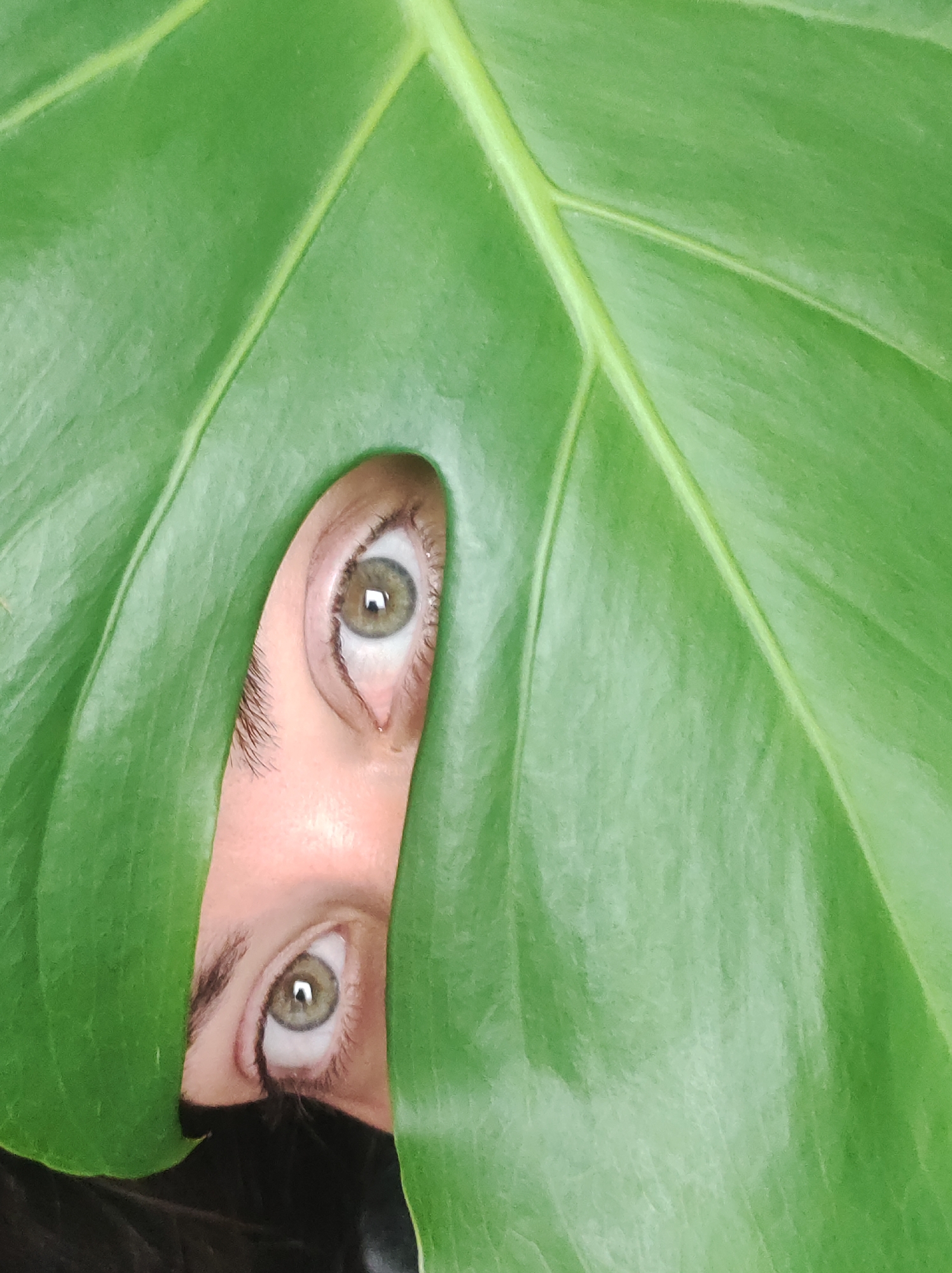 A close-up shot shows two human eyes peeking through a large, vibrant green leaf. The eyes are light green and appear to be looking directly at the camera. The leaf is detailed with prominent veins. The background is dark, suggesting the image was taken indoors or in a dimly lit area. The location in Chaikovsky, Russia is not discernable from the image itself.