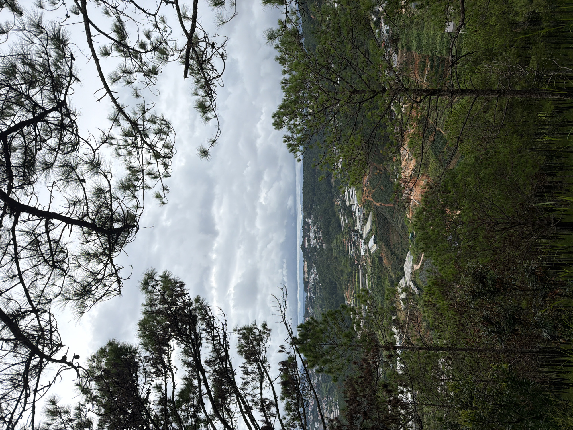 The image captures a panoramic view of the city of Xuan Truong - Da Lat, Vietnam, framed by the dark silhouettes of pine trees and their needles against a cloudy sky. The foreground is dominated by lush green pine trees, with their branches extending across the top of the frame, creating a natural canopy. In the mid-ground, the landscape slopes downwards, revealing a patchwork of agricultural fields, some covered with white greenhouse sheeting, suggesting cultivation. Numerous buildings, appearing as white structures, are scattered across the hillsides, forming a residential area or small town. The overall impression is of a verdant, hilly terrain with signs of human habitation and agricultural activity, under an overcast sky.