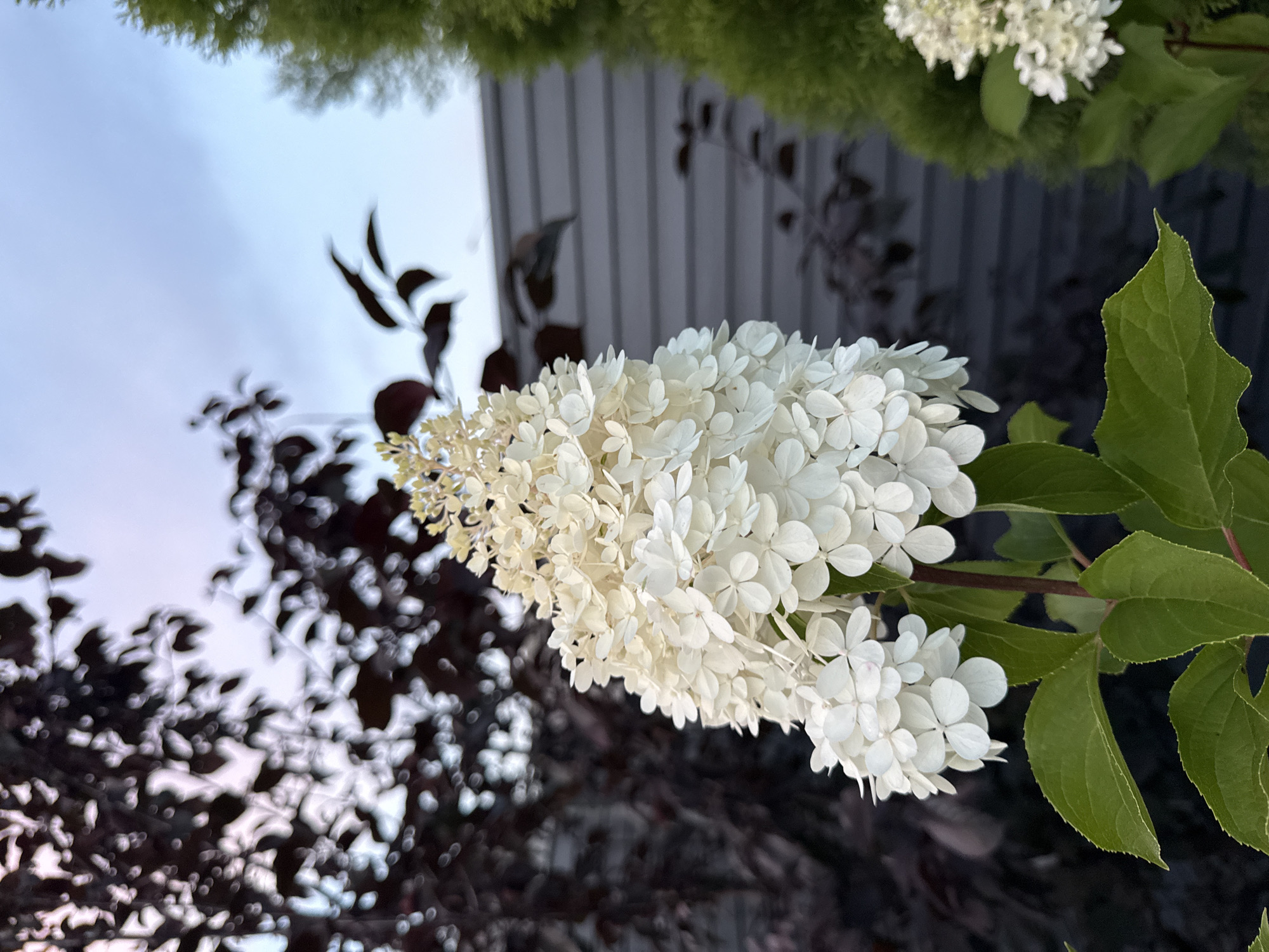 A close-up, eye-level shot focuses on a cluster of white hydrangea flowers in bloom. The flowers are arranged in a conical shape and are a creamy white color, with individual florets appearing delicate and layered. Green leaves are visible beneath the flowers, providing a backdrop of natural color.
In the background, a dark-leaved shrub or tree with reddish-purple foliage is blurred, creating a contrast with the lighter flowers. Further back, a grey wooden fence runs horizontally, providing a man-made element to the scene. To the right of the hydrangea, a dark green evergreen shrub or tree is partially visible, adding another layer of texture and color. The sky above is a muted, overcast blue.
The scene appears to be an outdoor garden setting, potentially in a residential area or park. The lighting suggests it is either early morning or late evening due to the soft, diffused light and the subdued colors of the sky. There are no people or animals present in the image. The image does not provide any specific information that would allow for a definitive location within the city of Kazan, Russia.